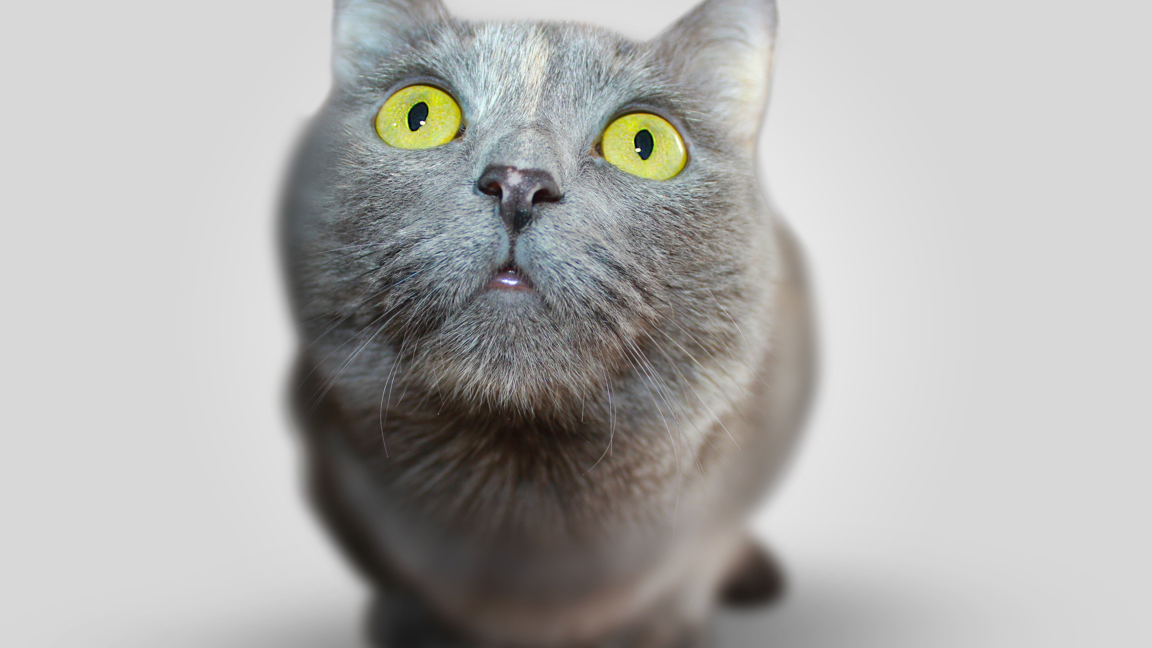 喵星人 萌 可爱 猫咪