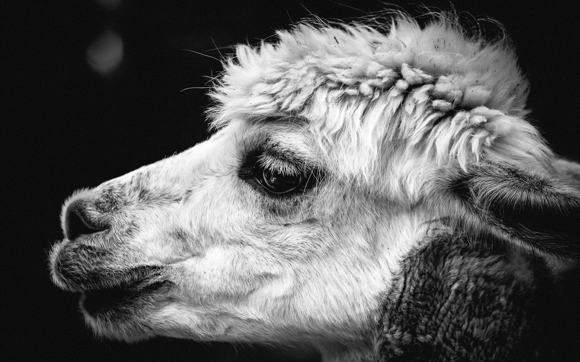 古灵精怪 羊驼 黑白 复古