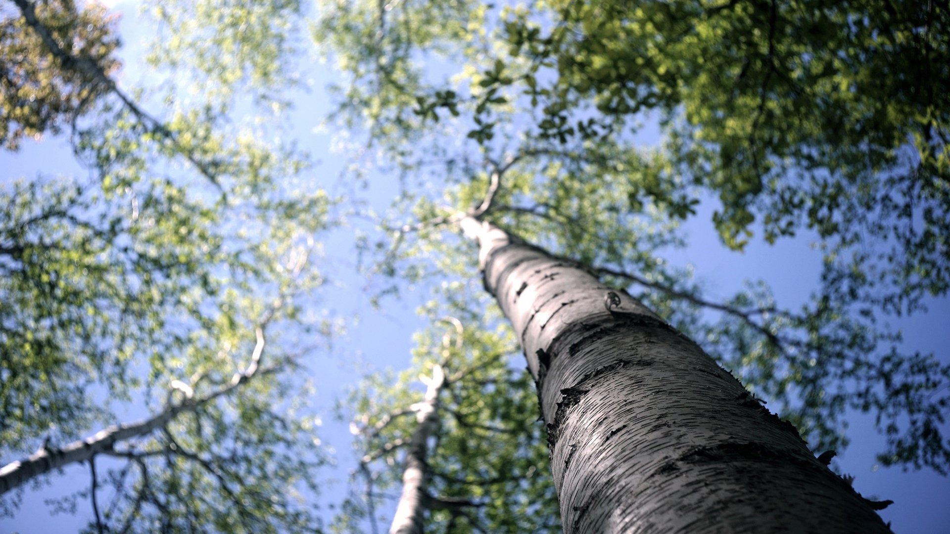 自然风光 仰望 参天大树