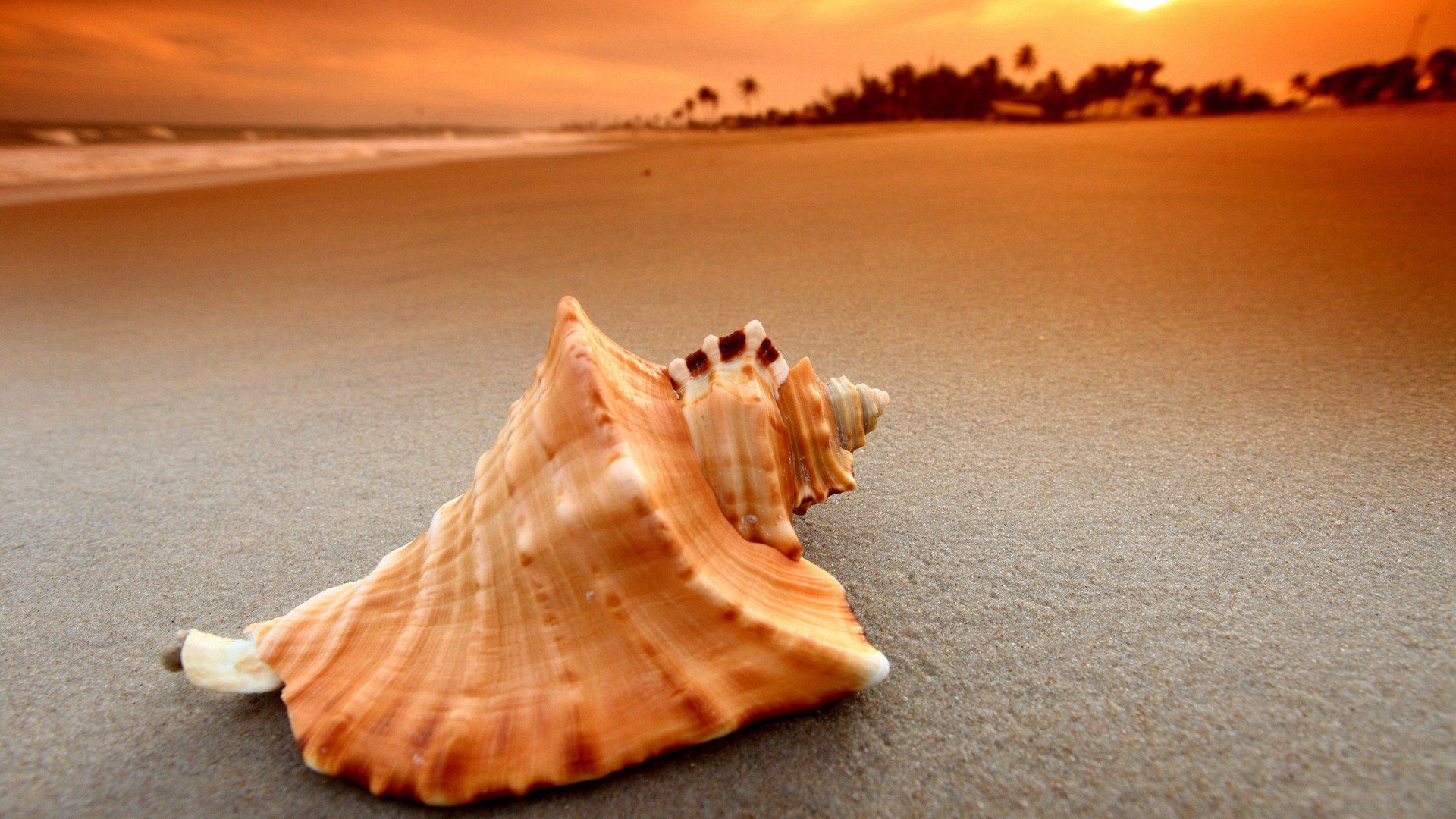 海洋天堂 海螺 沙滩 黄昏 海浪
