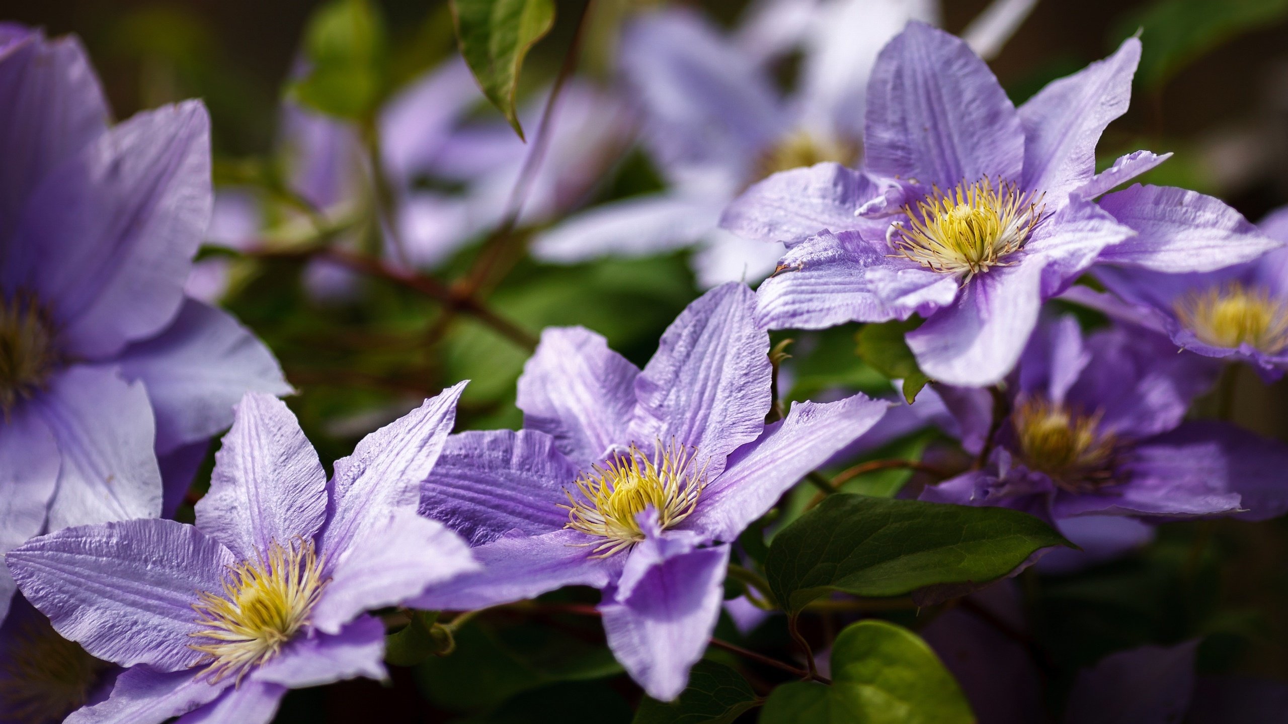 娇艳欲滴 紫色花