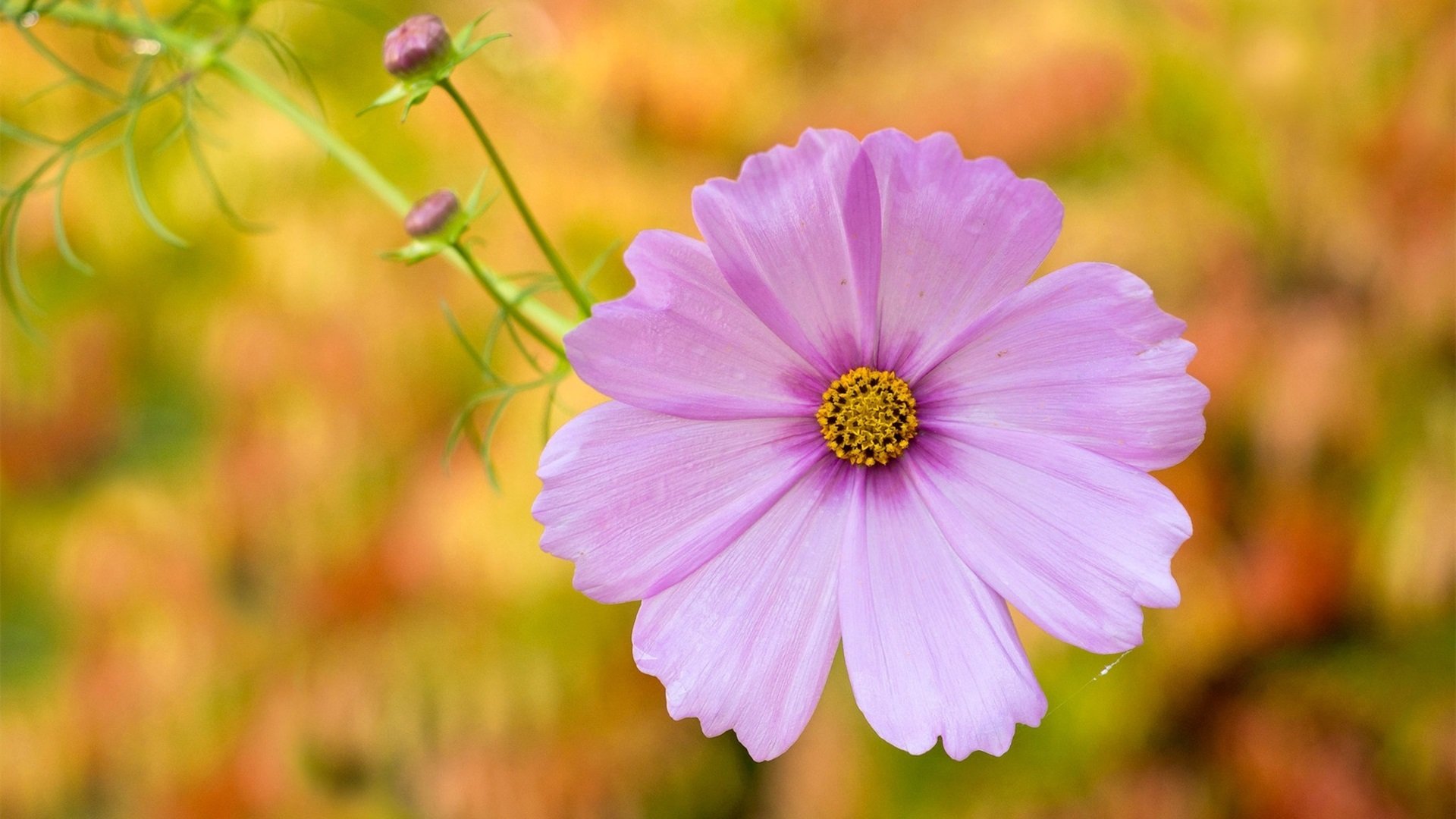 娇艳欲滴 菊花 花朵