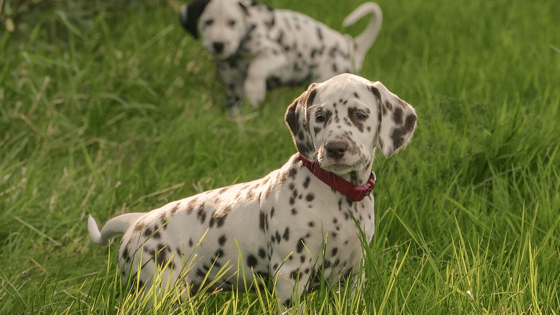 汪星人 斑点狗 草地
