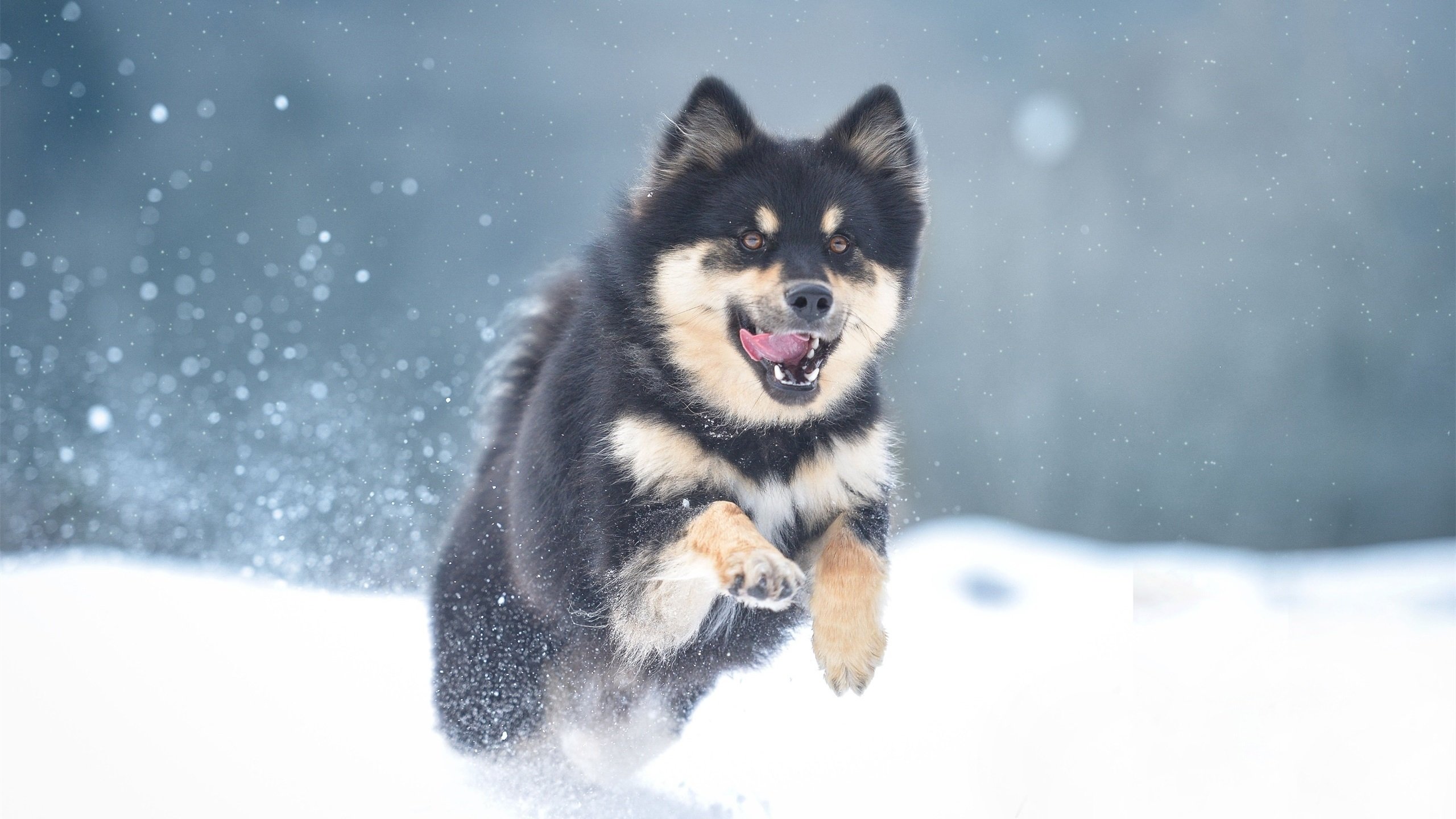 汪星人 雪地 哈士奇 雪橇犬