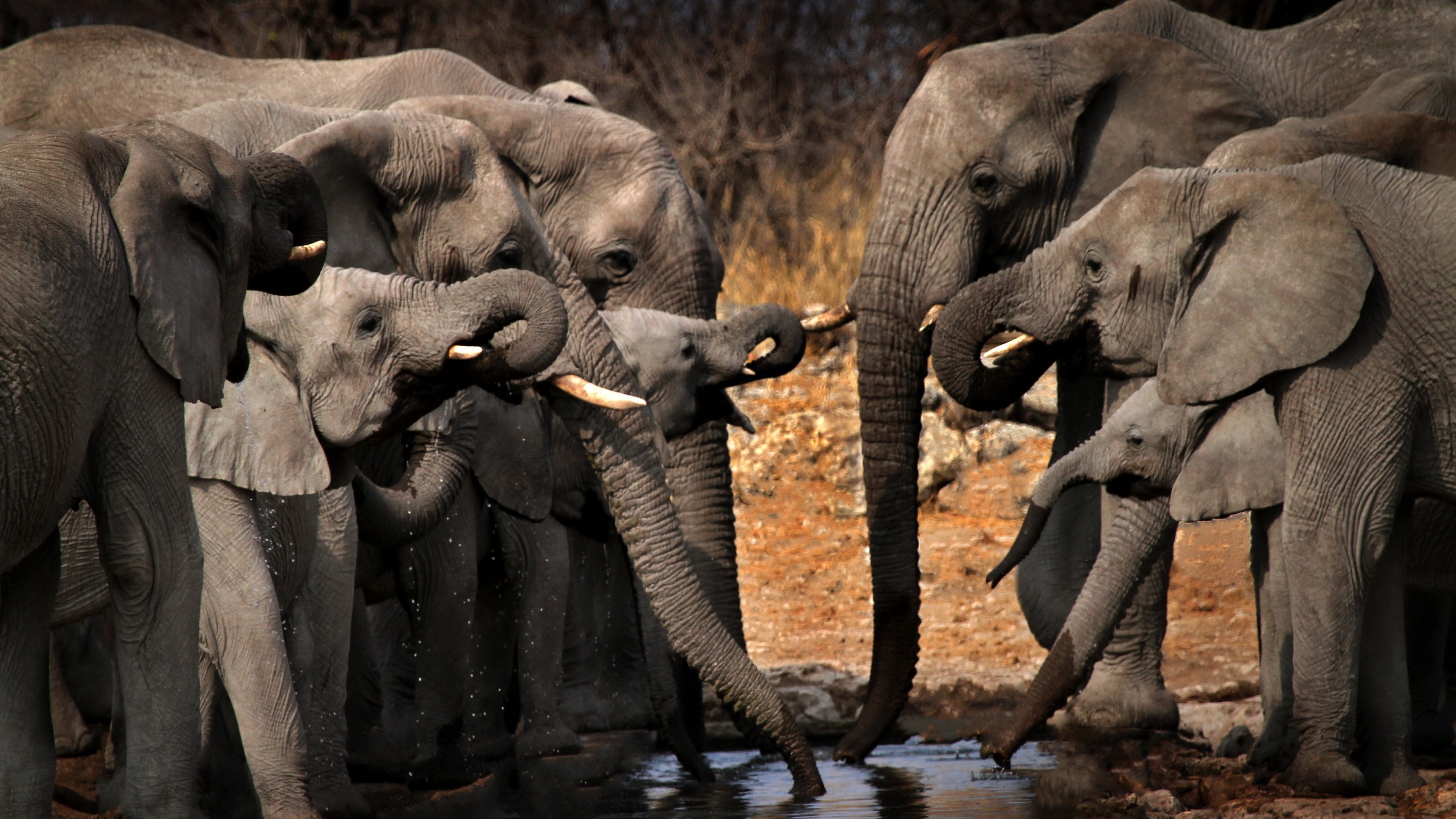 野生动物 大自然 大象