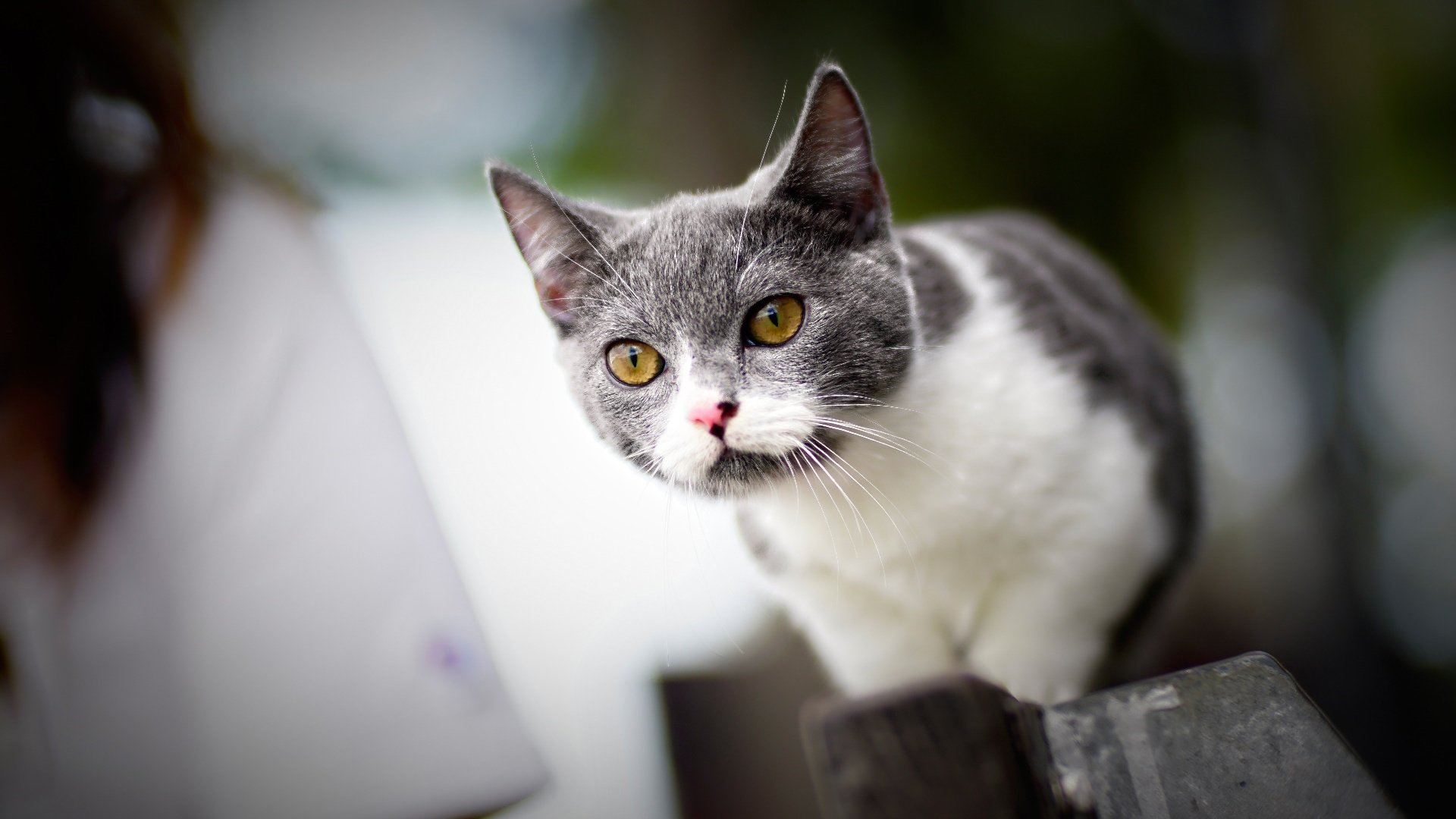 喵星人 猫咪 小猫 可爱动物 花猫