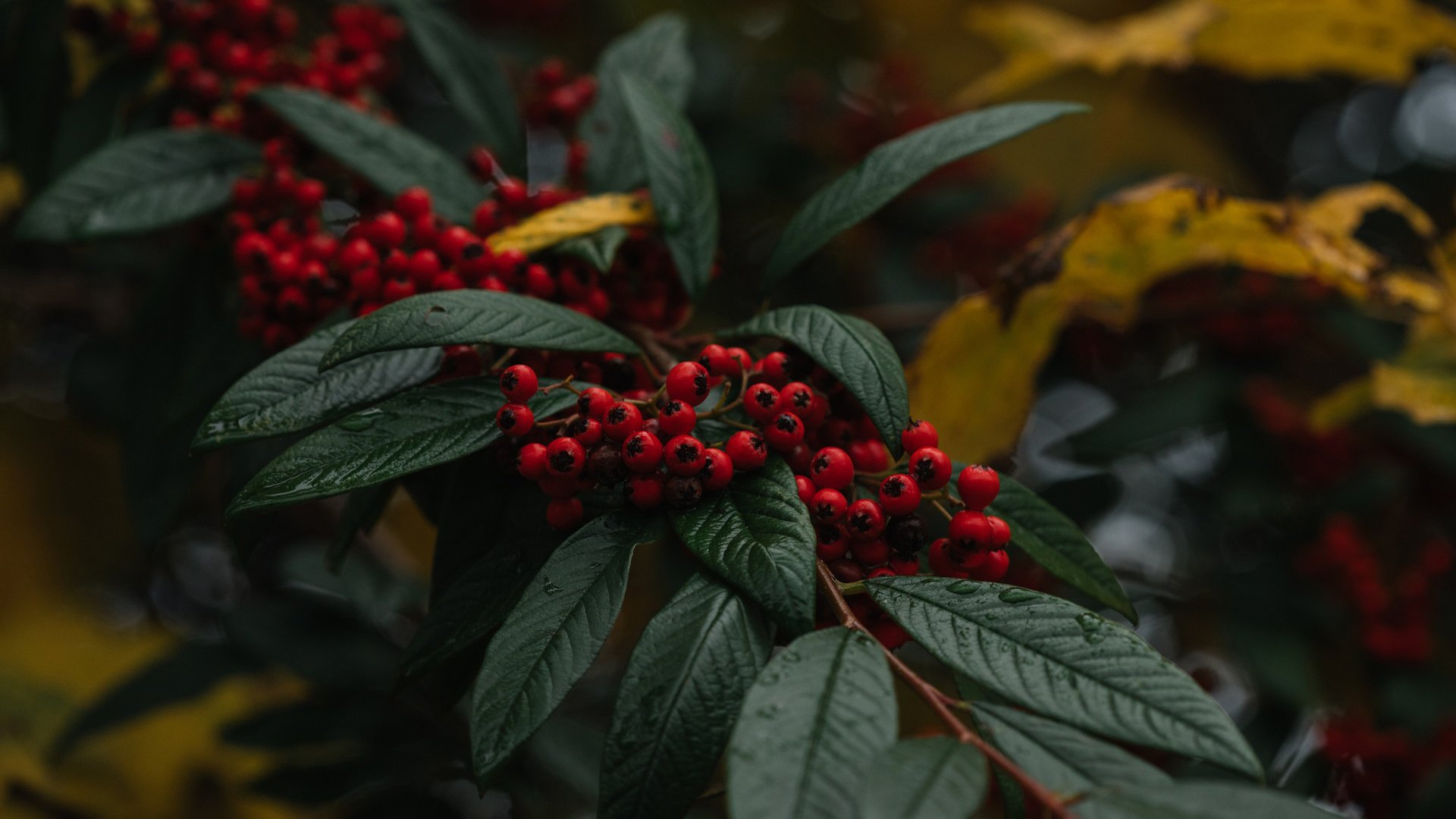 护眼壁纸 特写 红果子