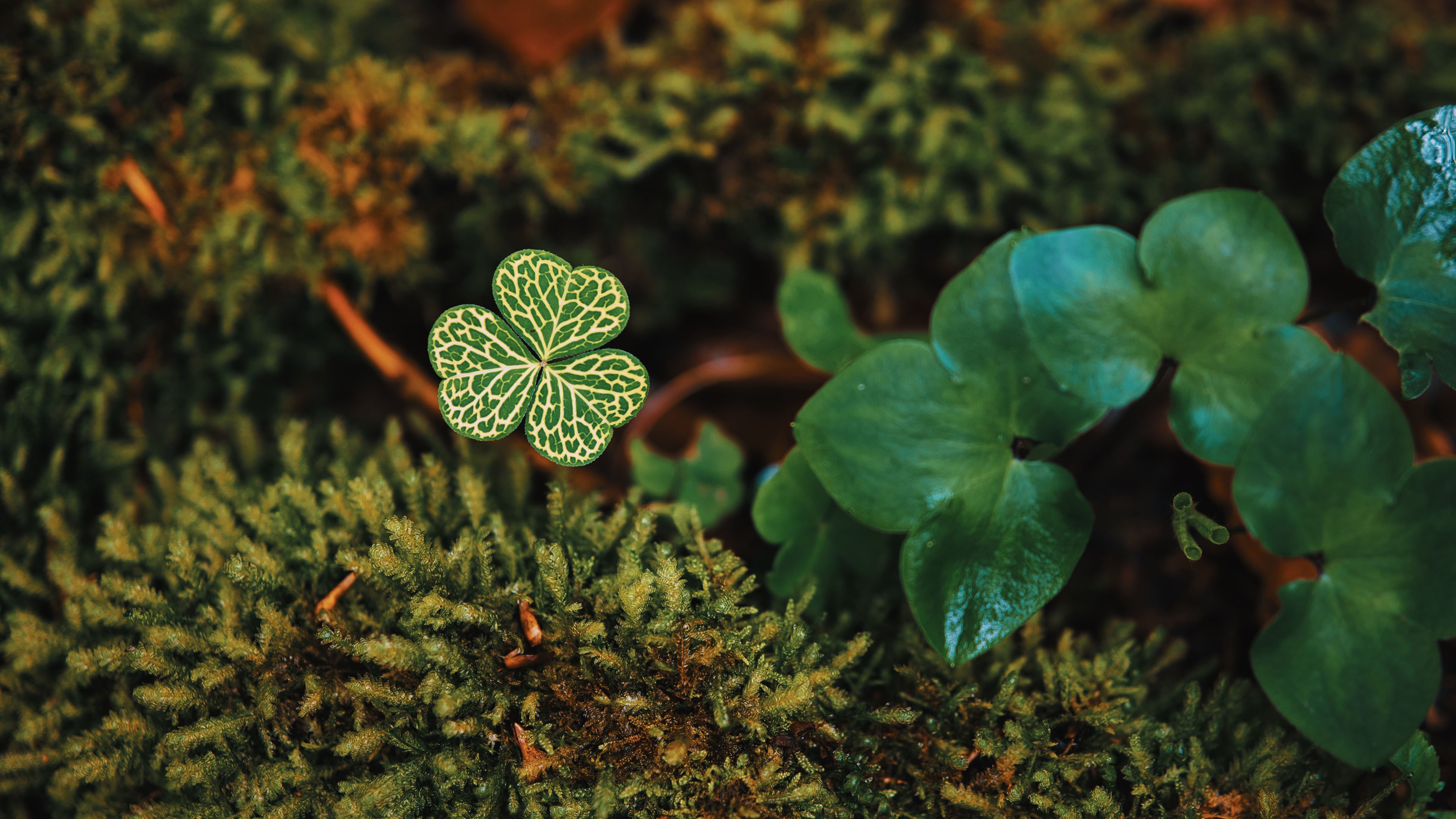 三叶草 青苔 草地 青草