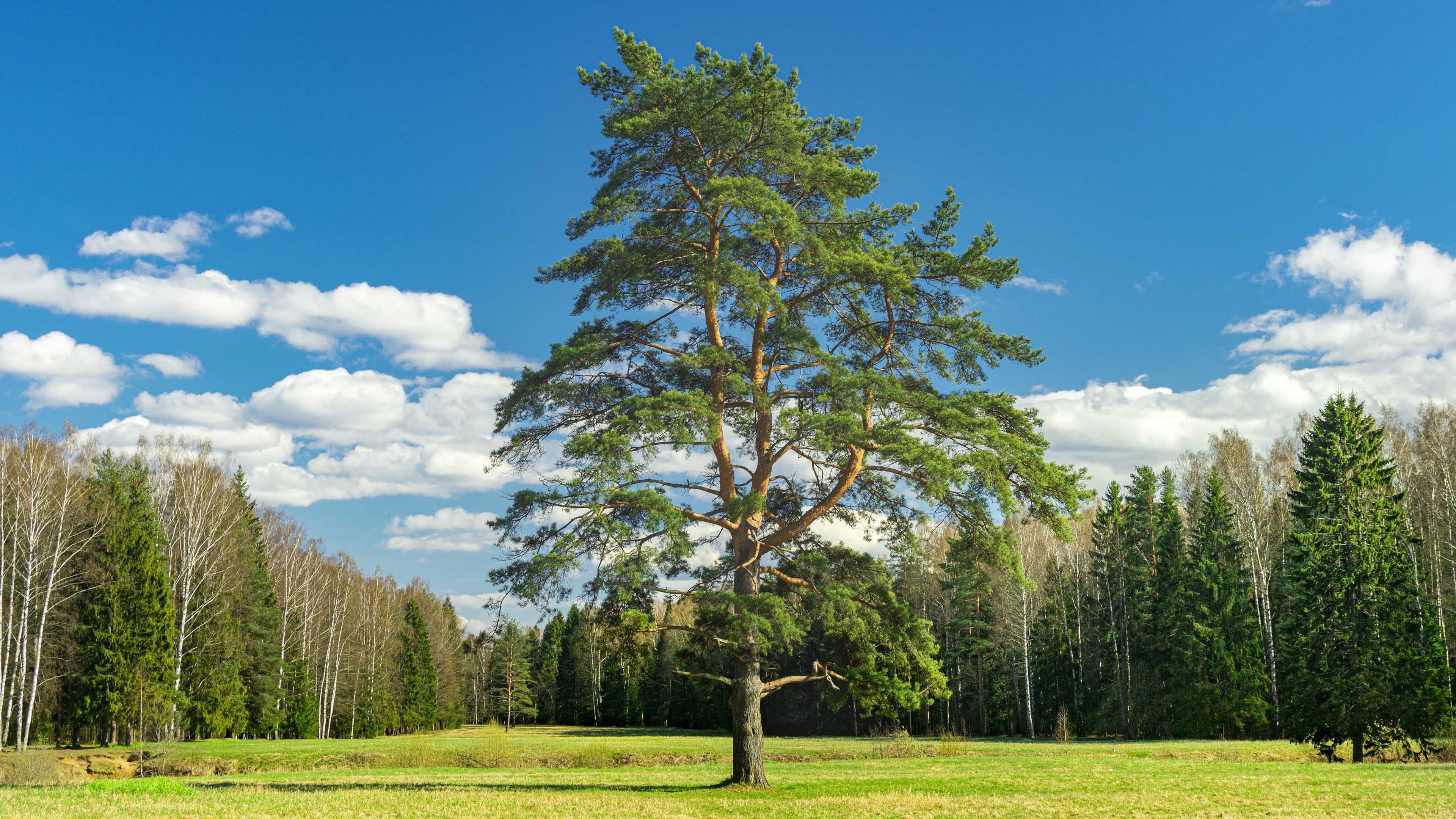 蓝天白云 绿草地 一棵树