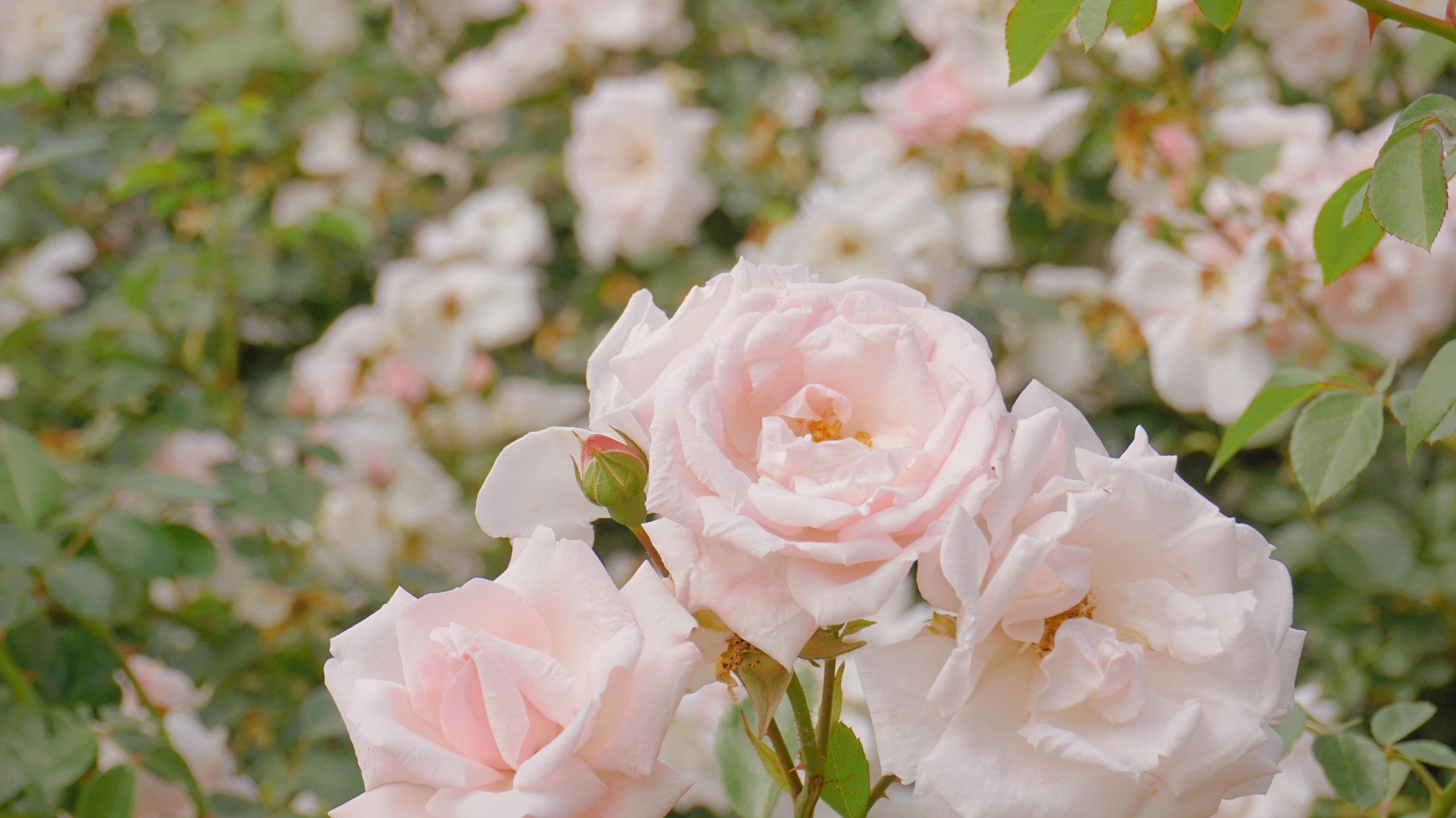 清新淡雅 粉嫩 月季花 唯美