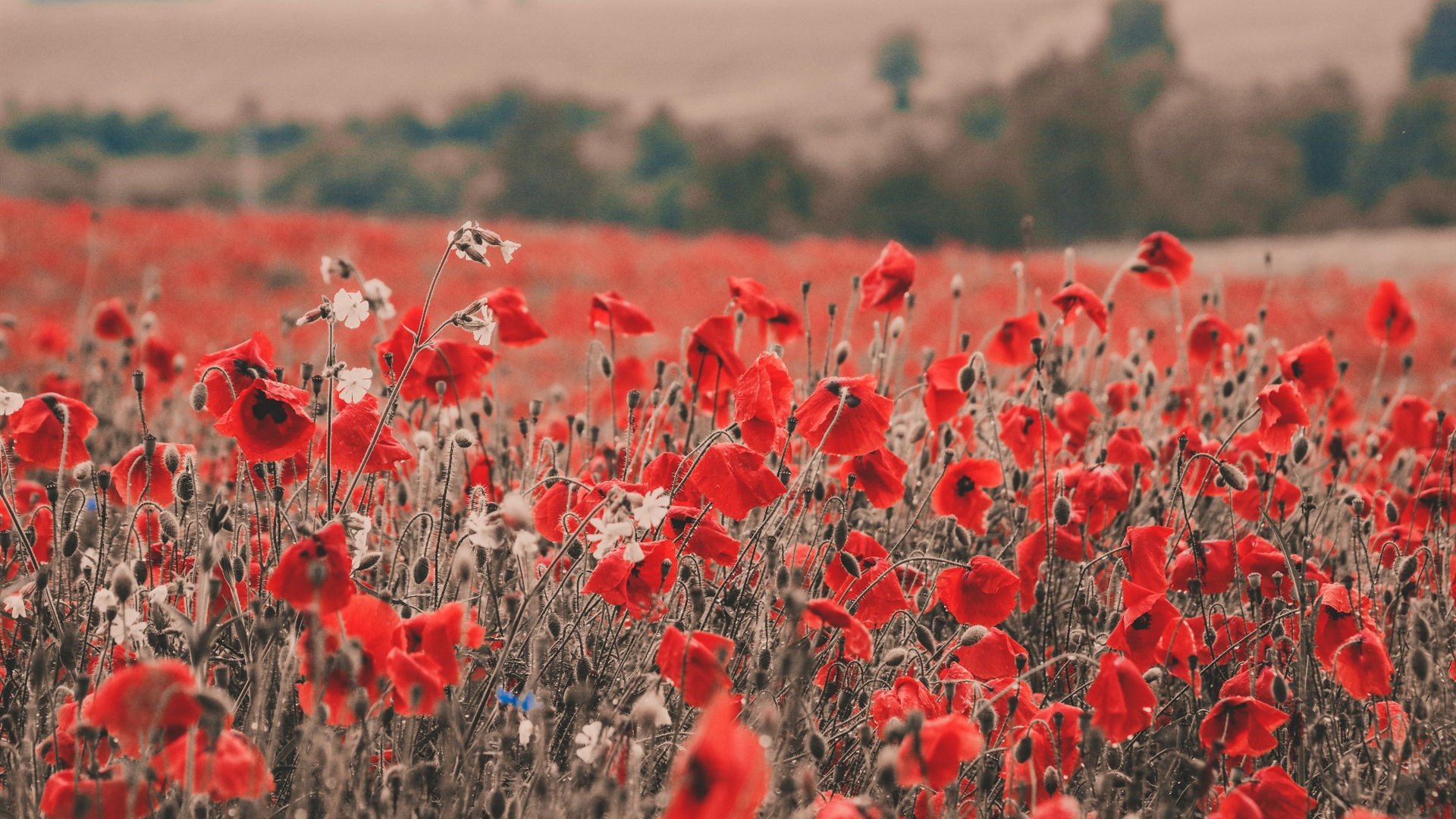 娇艳欲滴 花丛 红花