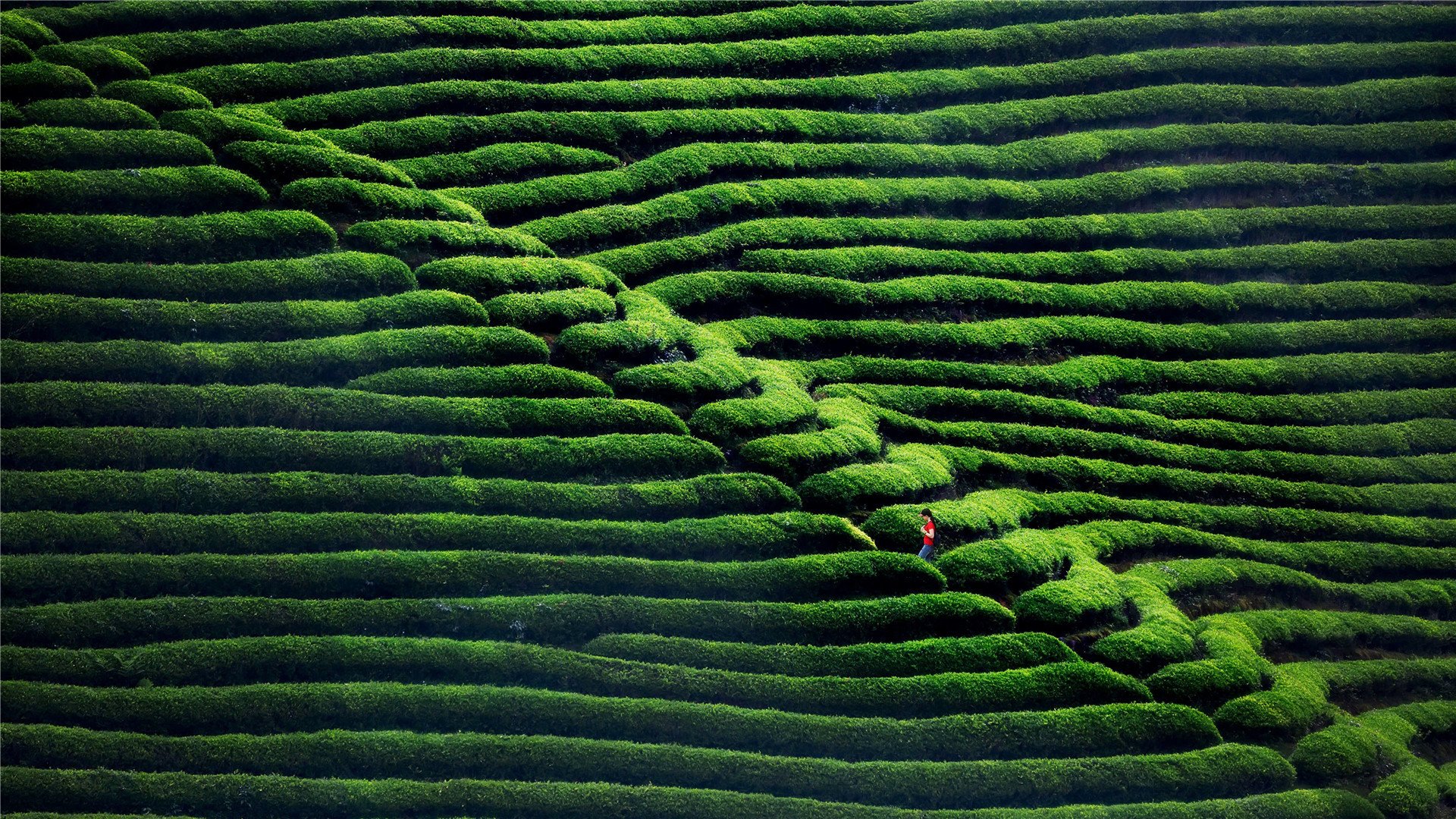 春意盎然 茶园