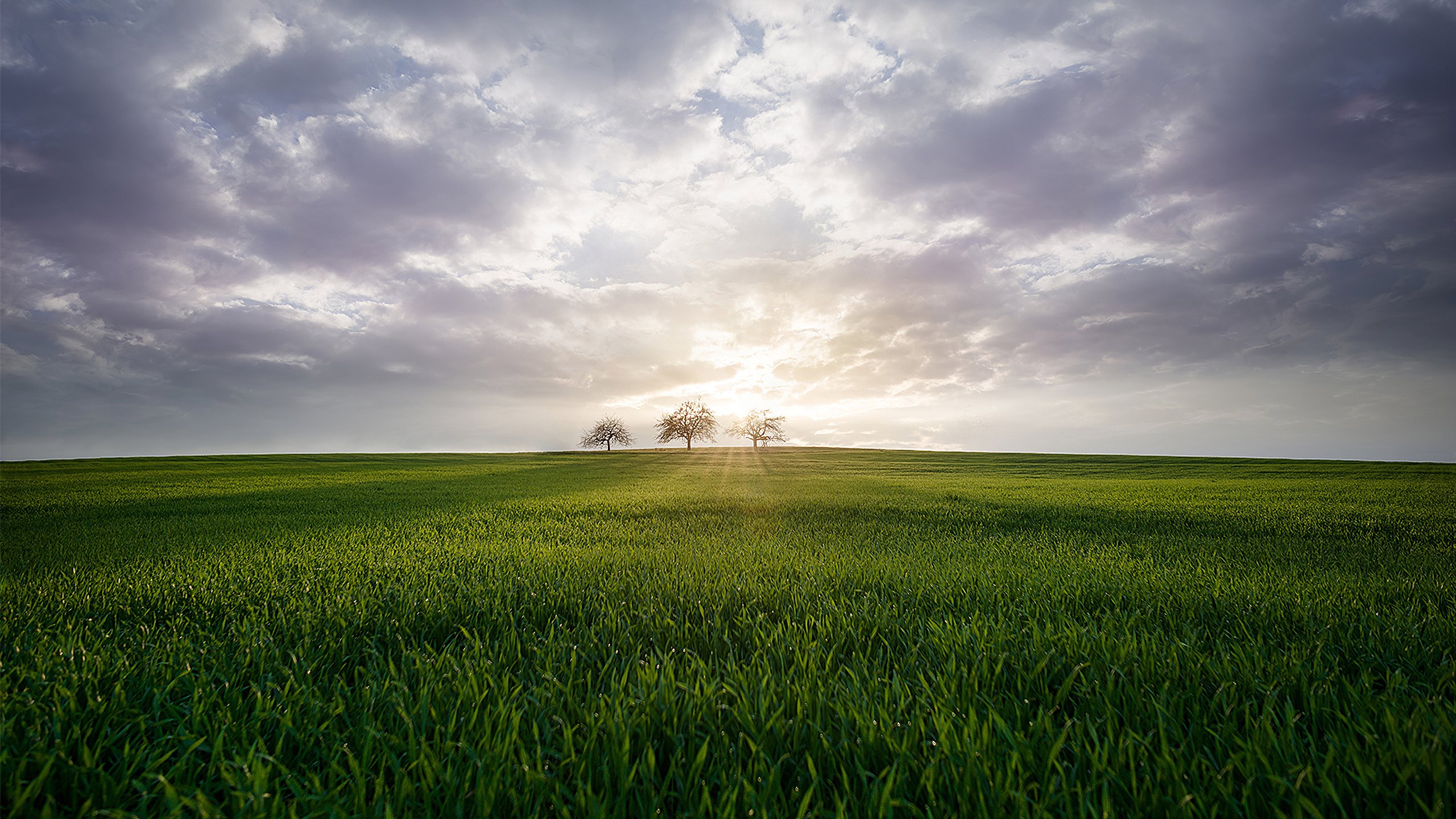 自然风光 草原 三棵树