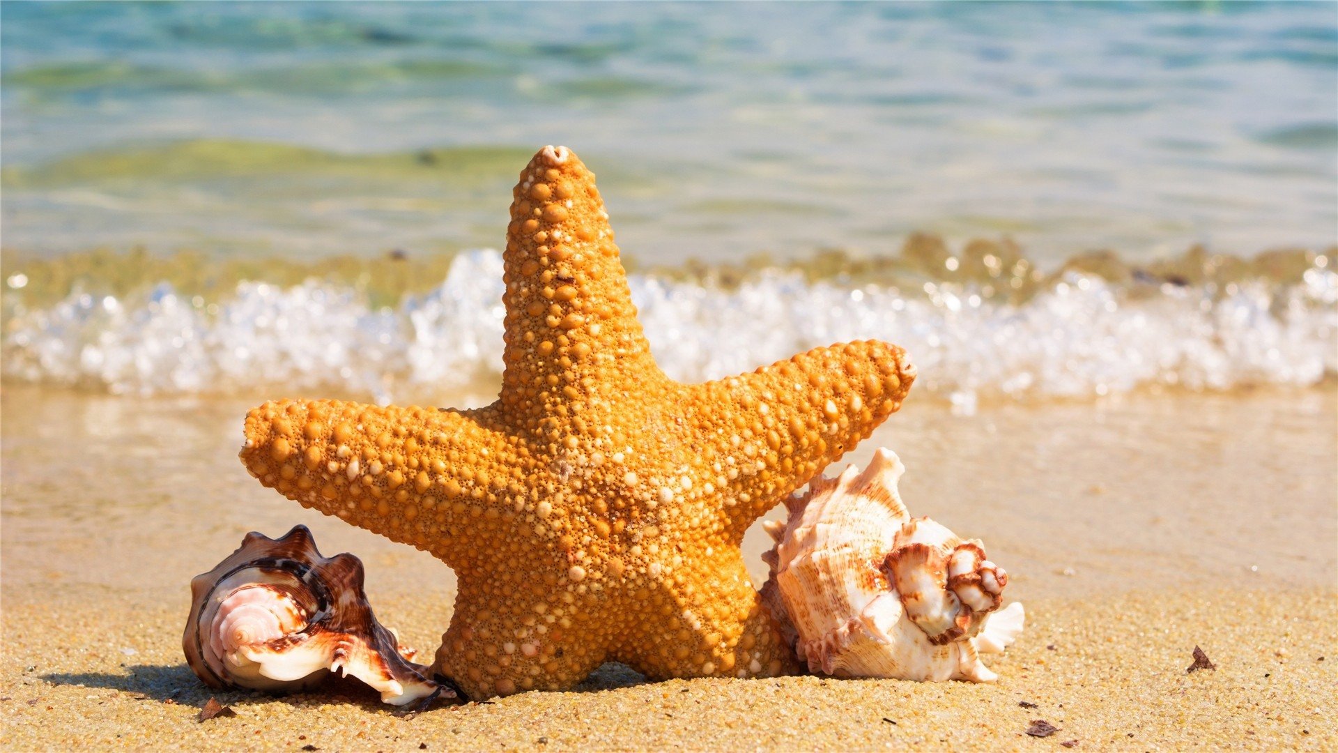 海洋天堂 海星 海螺 海浪