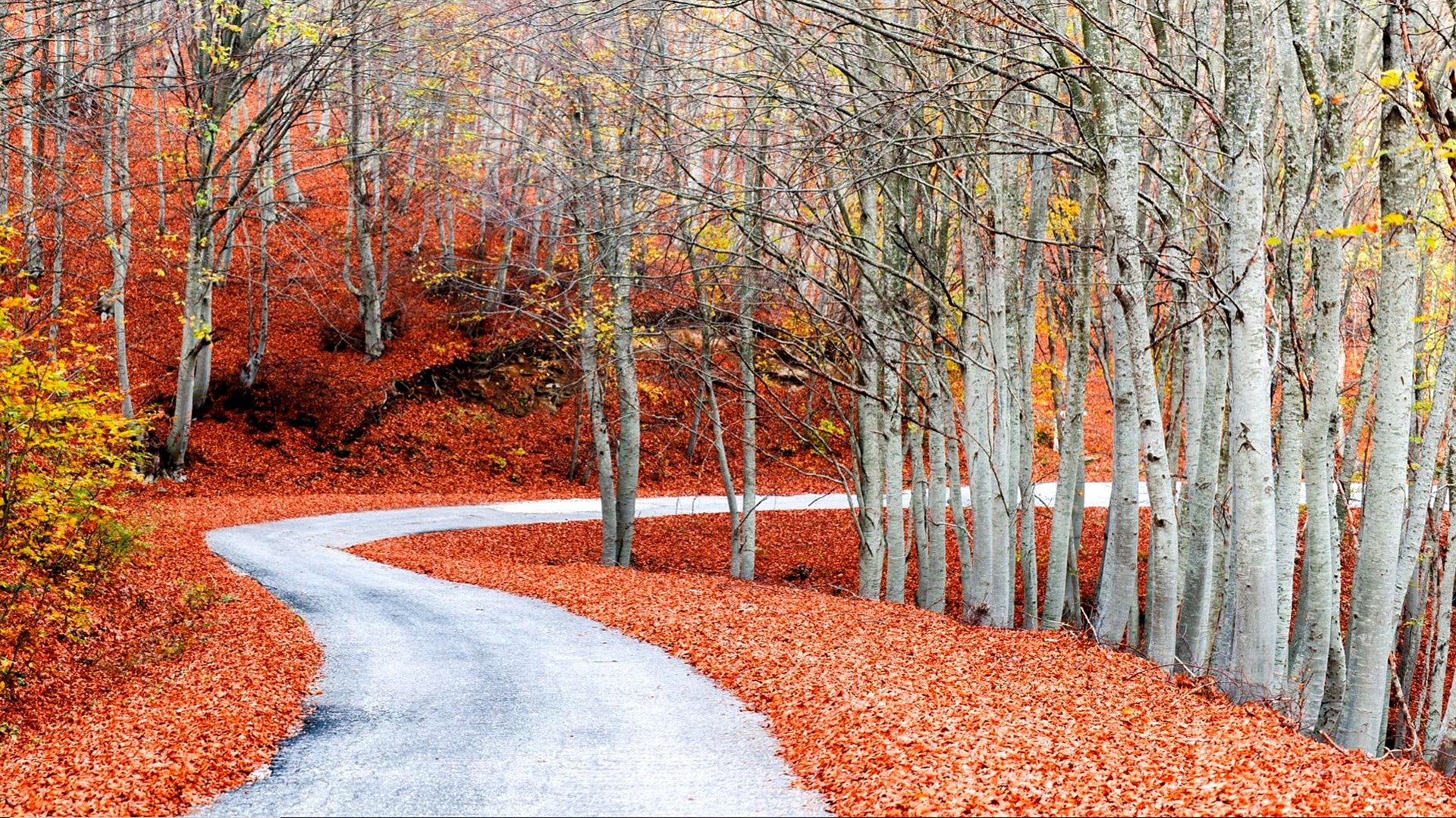 秋意正浓 落叶 枯树
