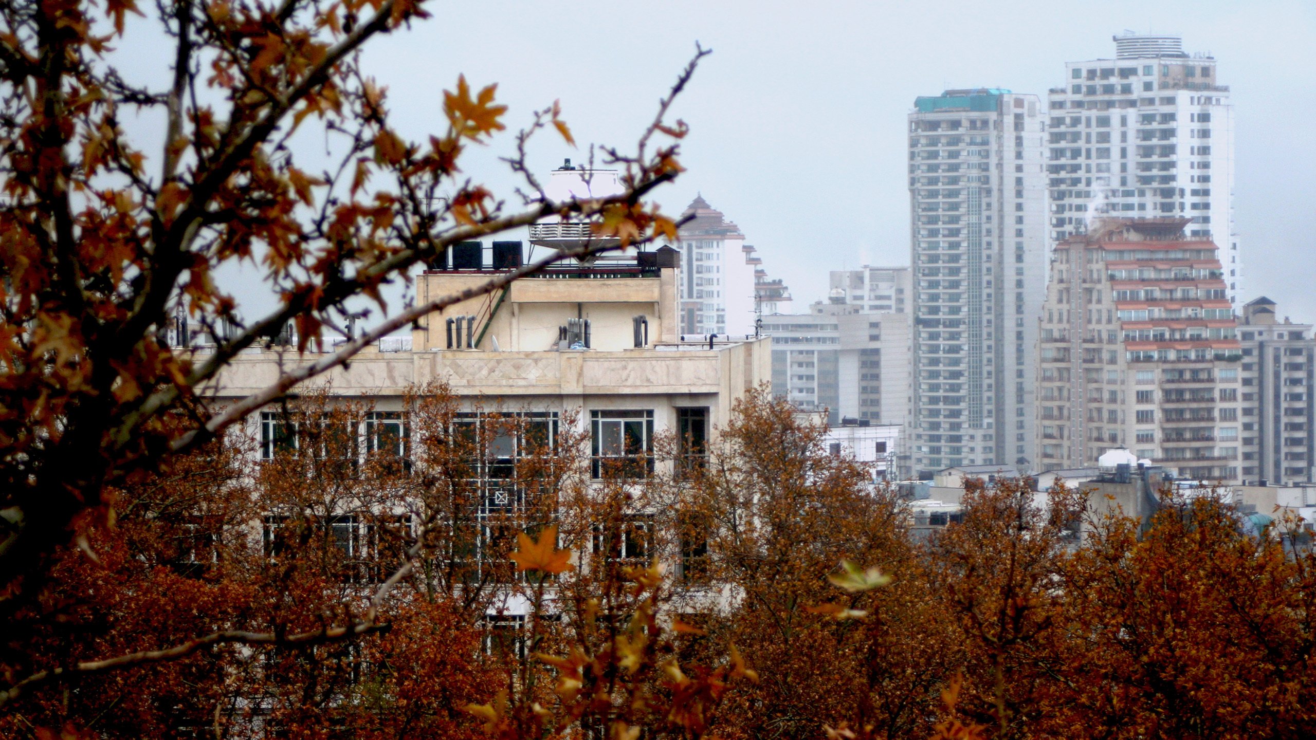 秋意正浓 城市一角 枫叶