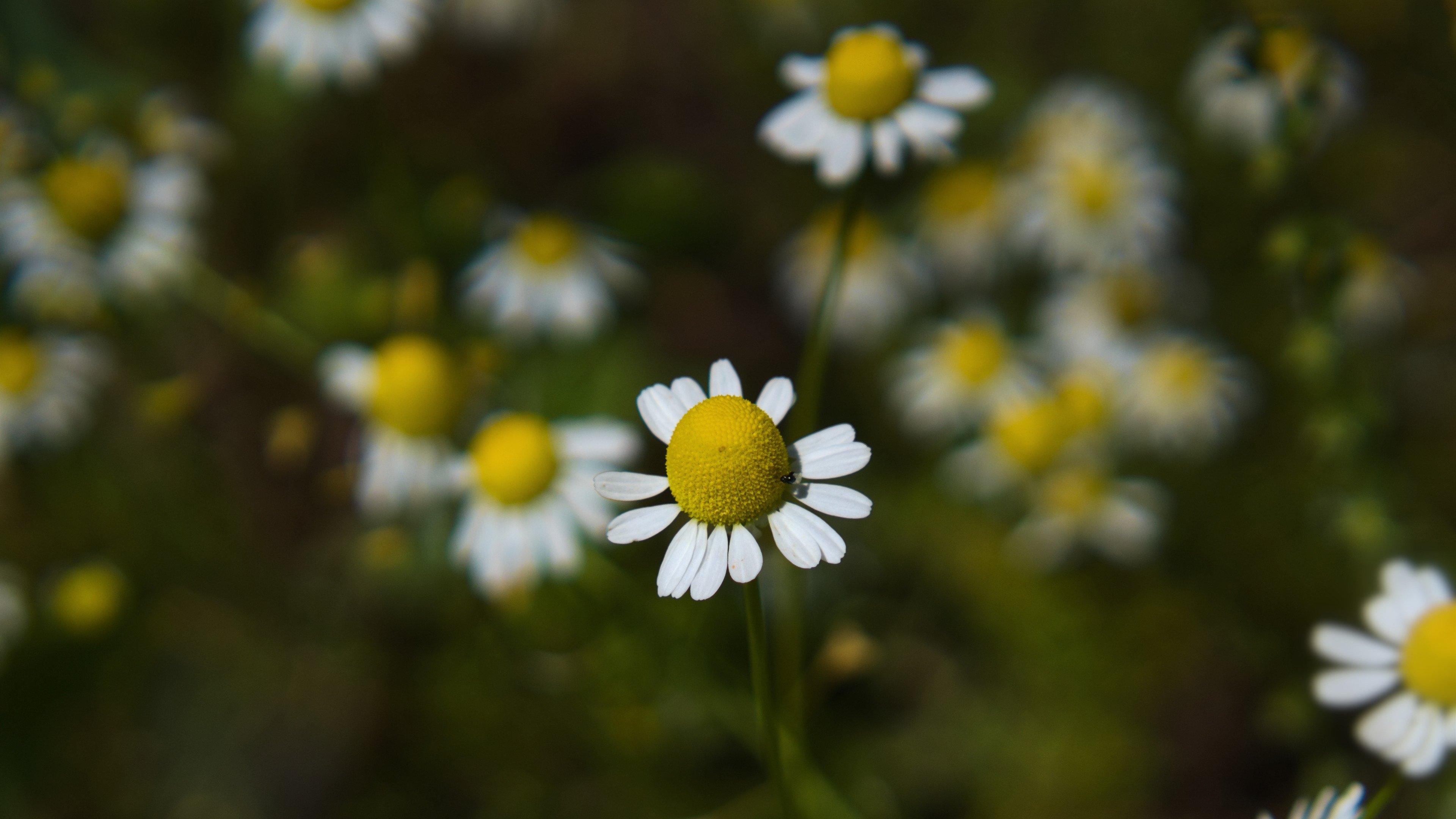 娇艳欲滴 木春菊 小野花