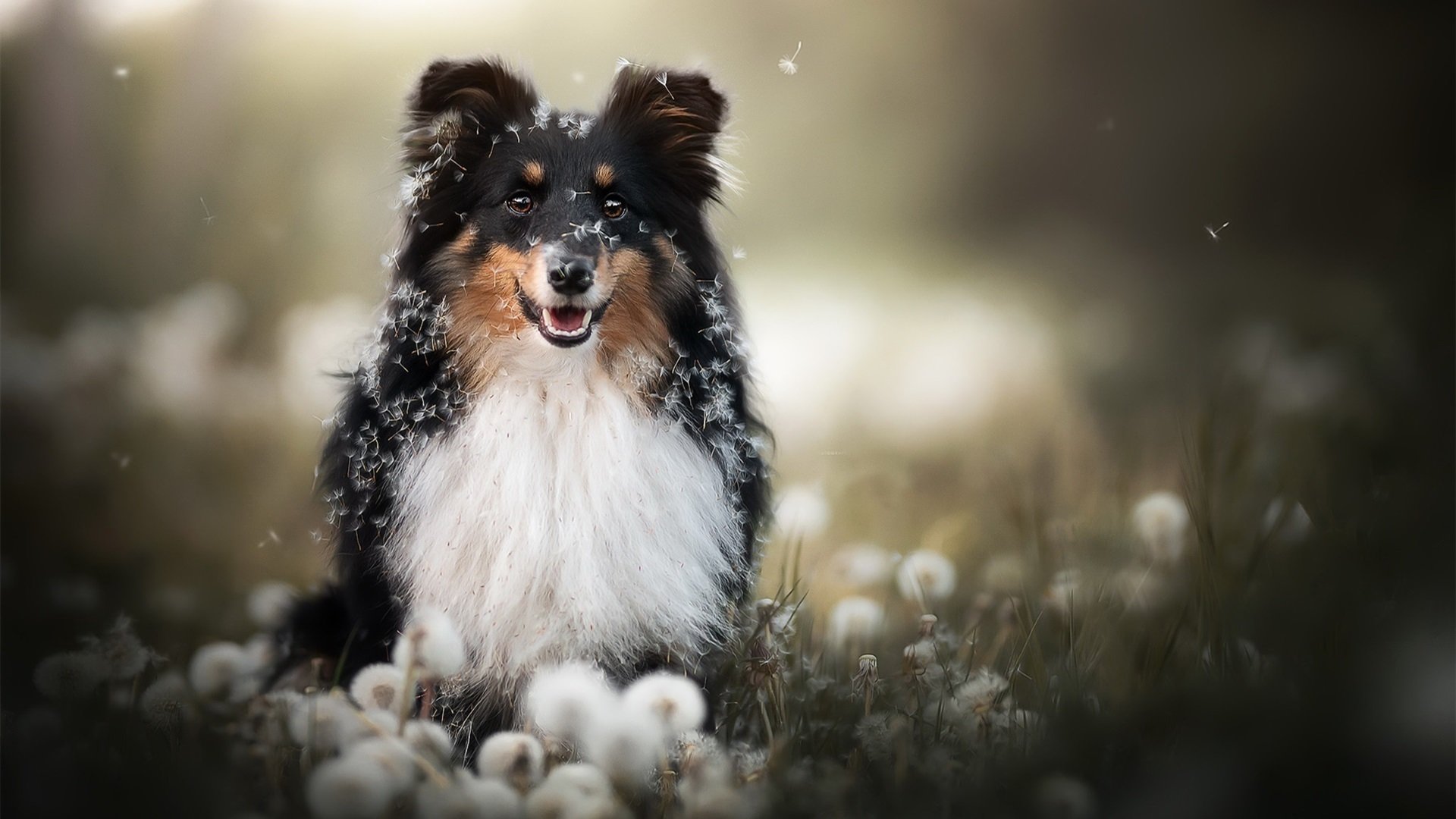 汪星人 蒲公英 可爱 草地