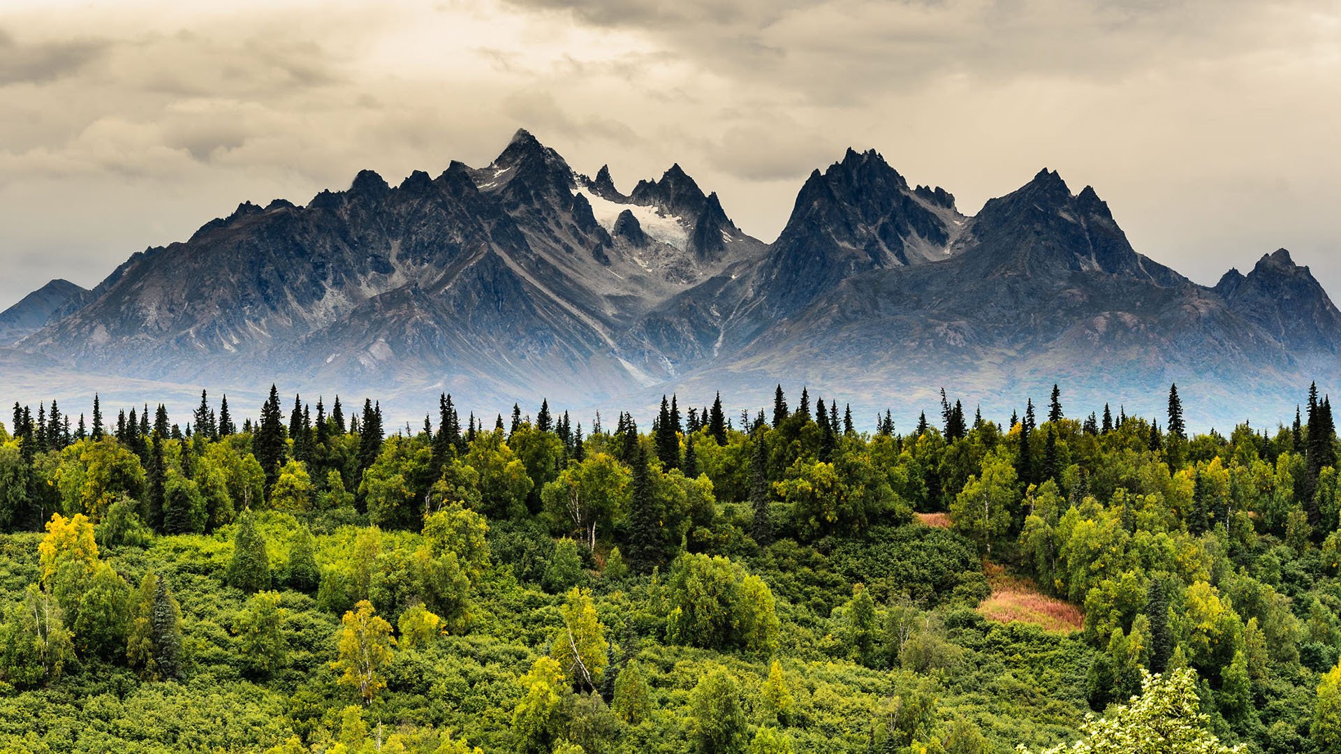 自然风光 树林 雪山 迷雾 柏树