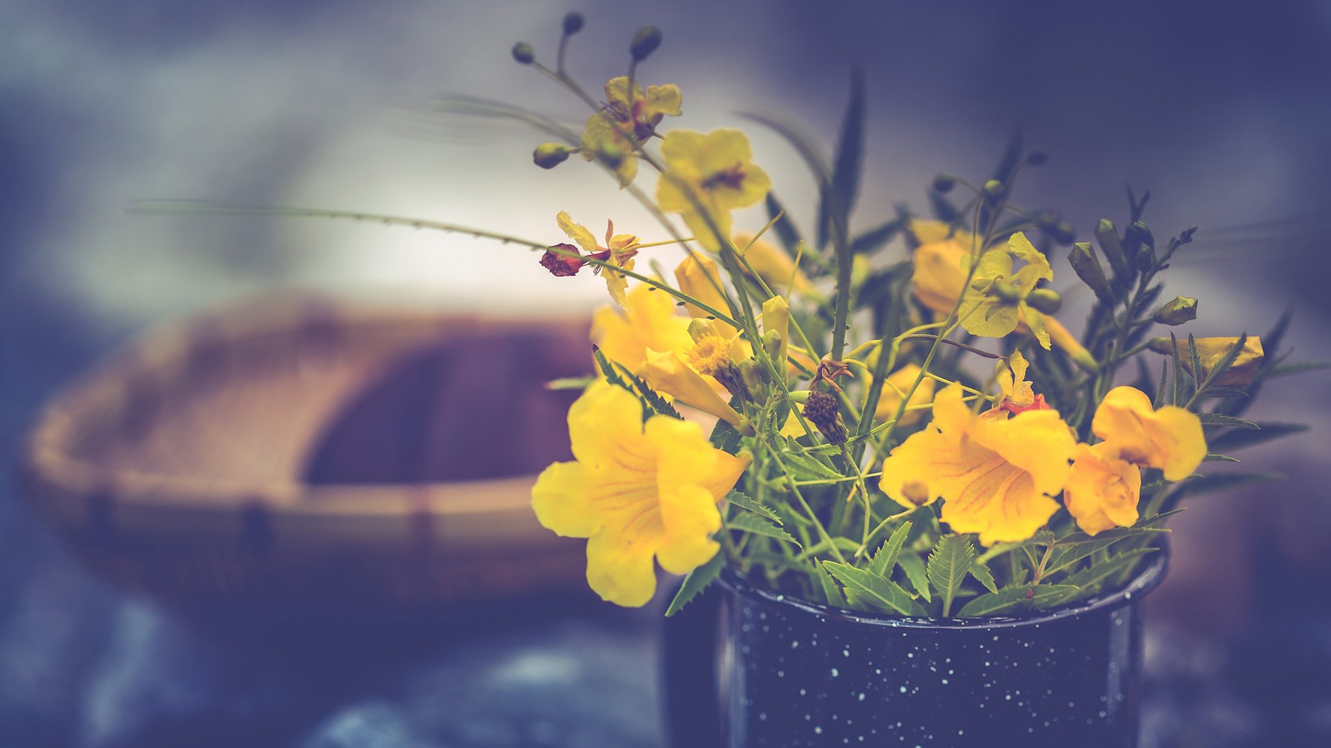 舒缓压力 文艺 小野花