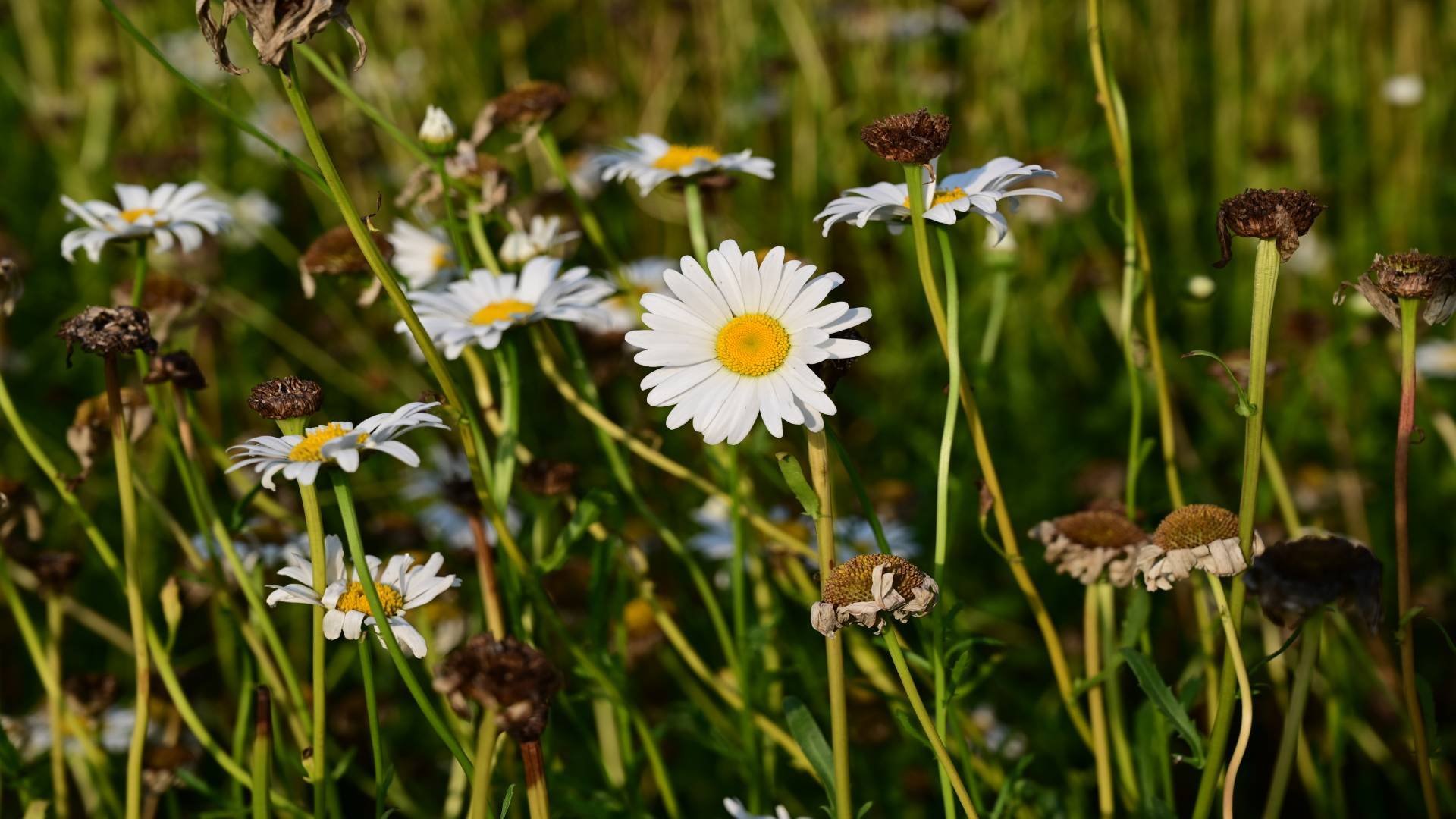 娇艳欲滴 小菊花 雏菊