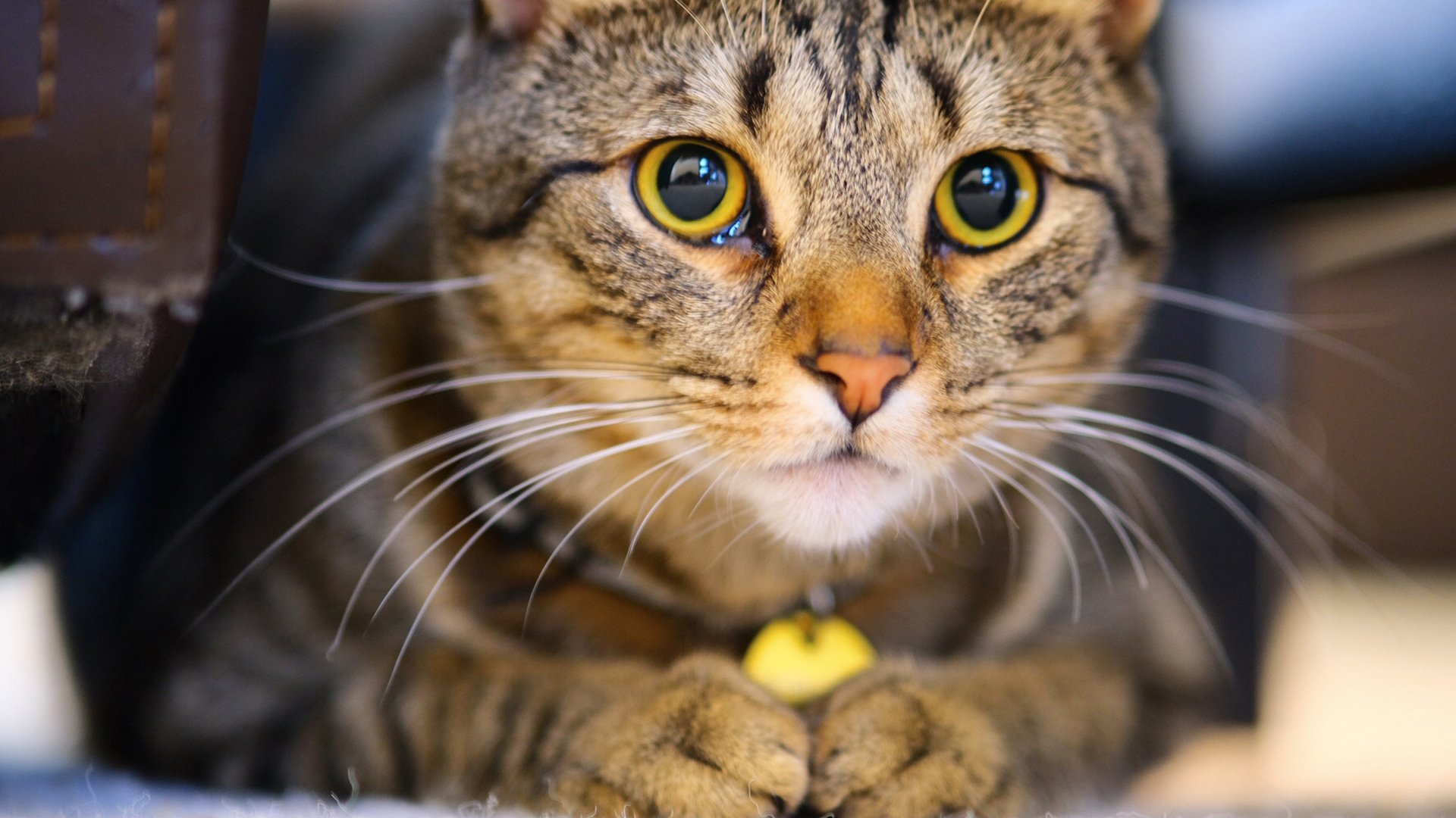 喵星人 大脸猫 可爱猫咪