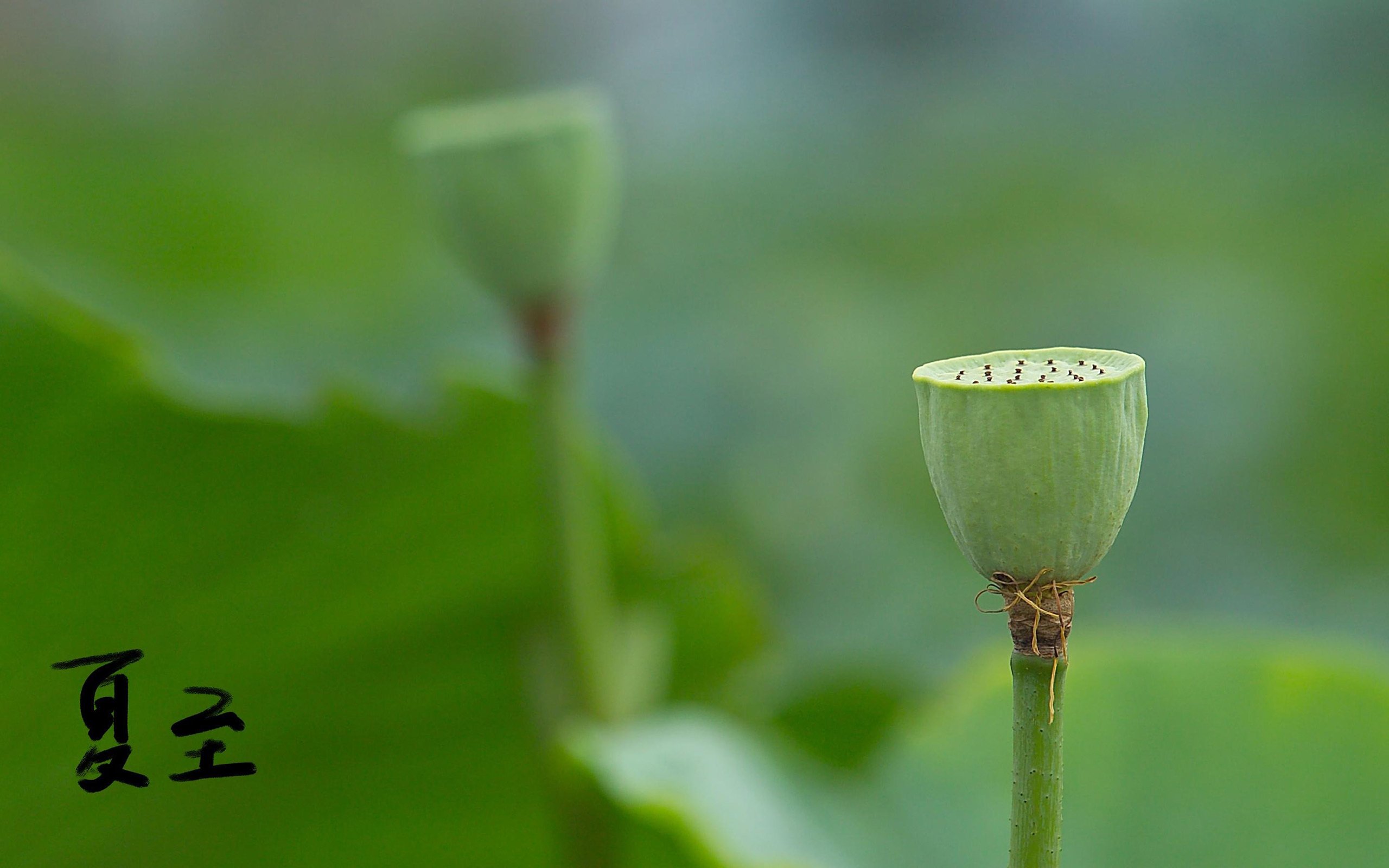 清新淡雅 清新 唯美 夏至 荷花 莲藕