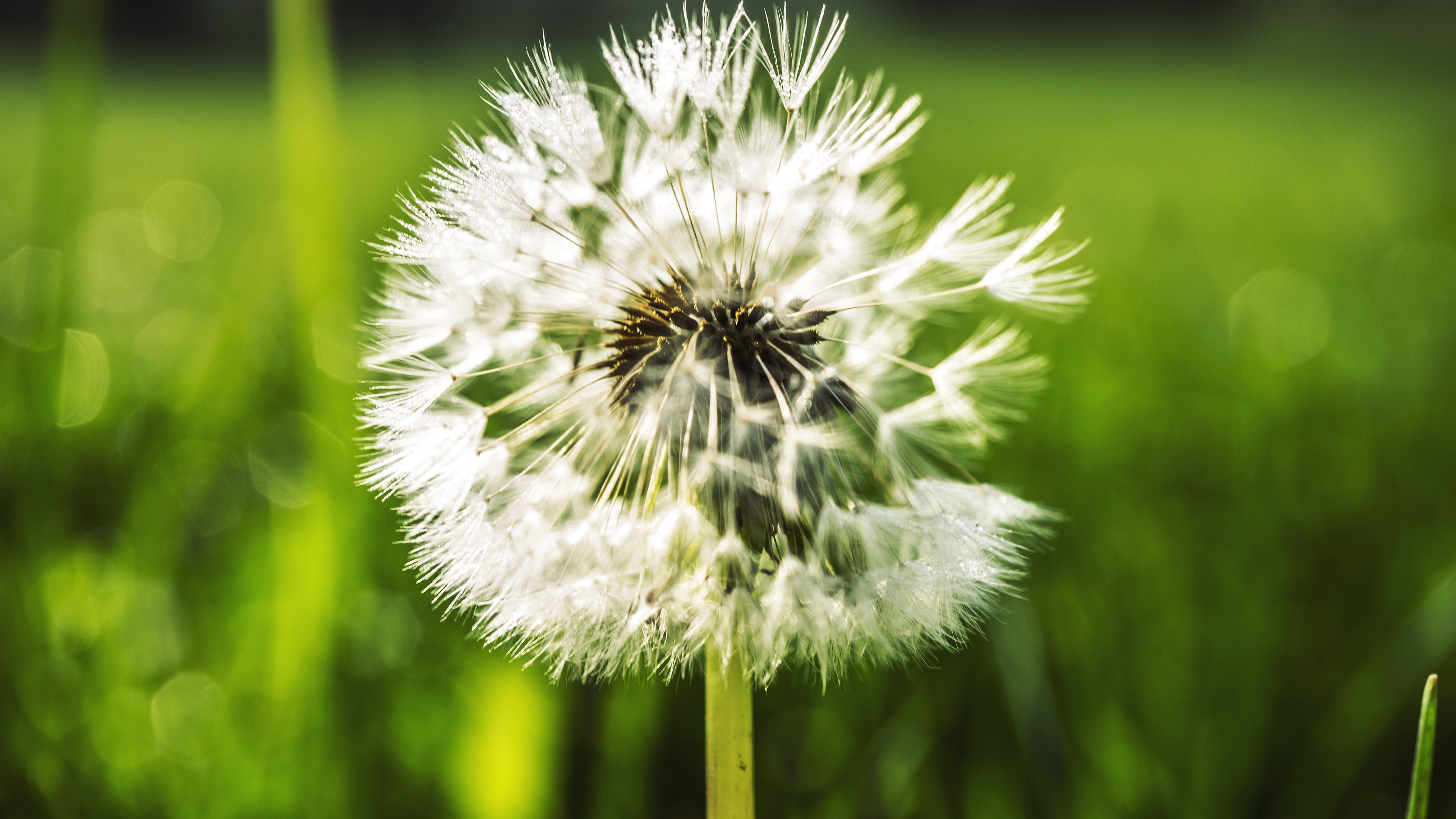 清新淡雅 蒲公英 美丽郊外