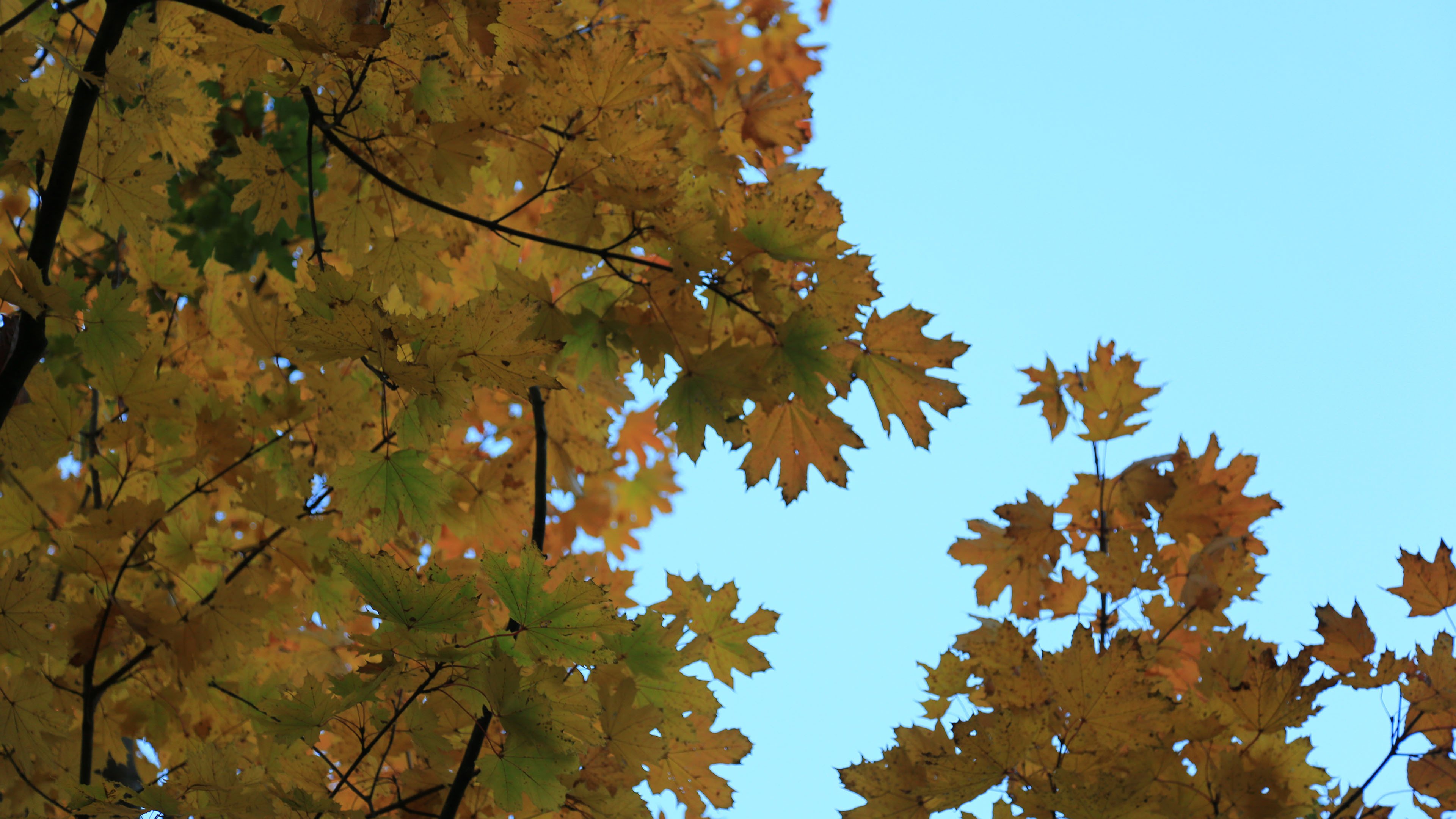 秋意正浓 树叶 梧桐树 黄叶 天空