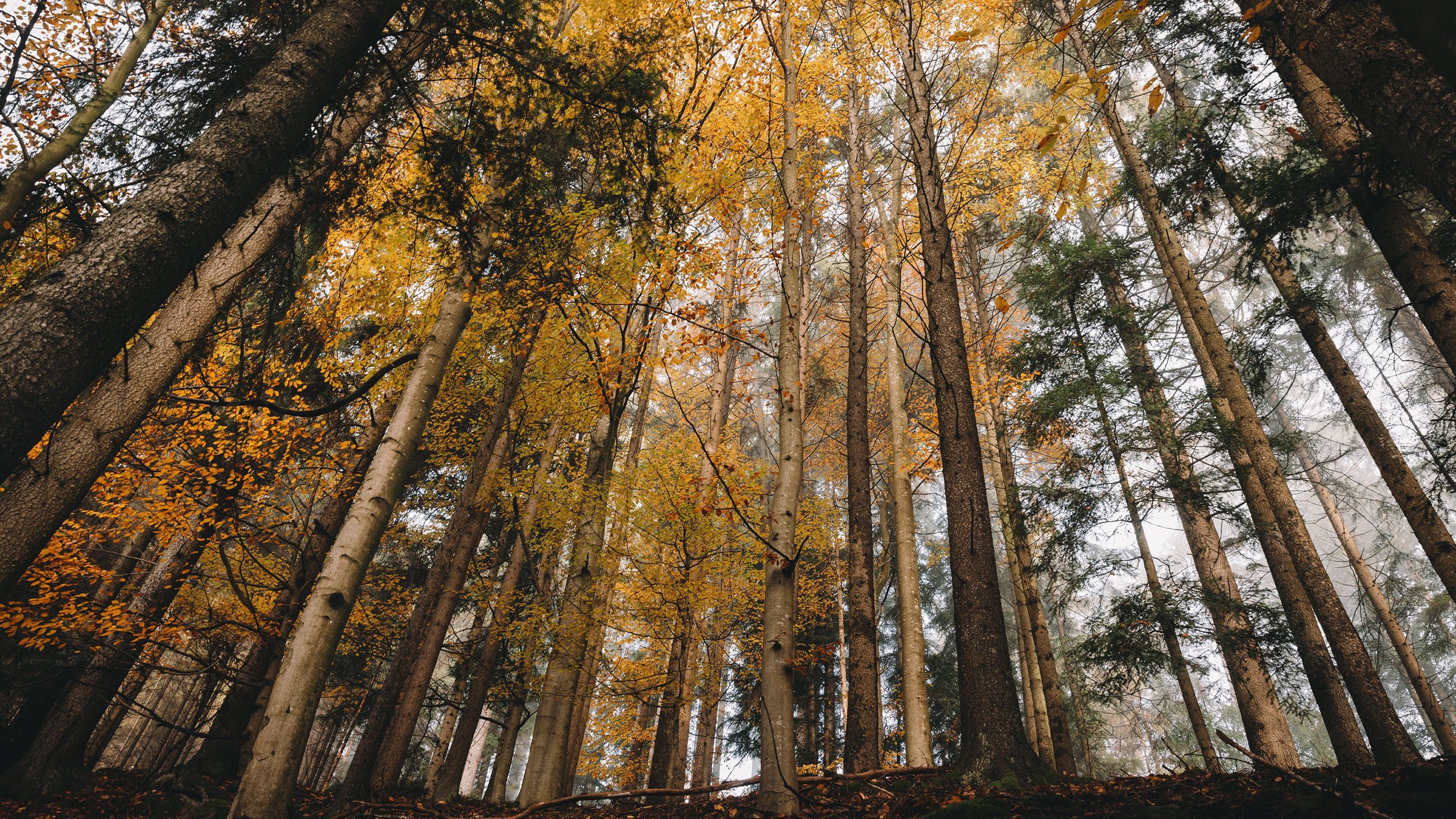 秋意正浓 树林 仰望天空