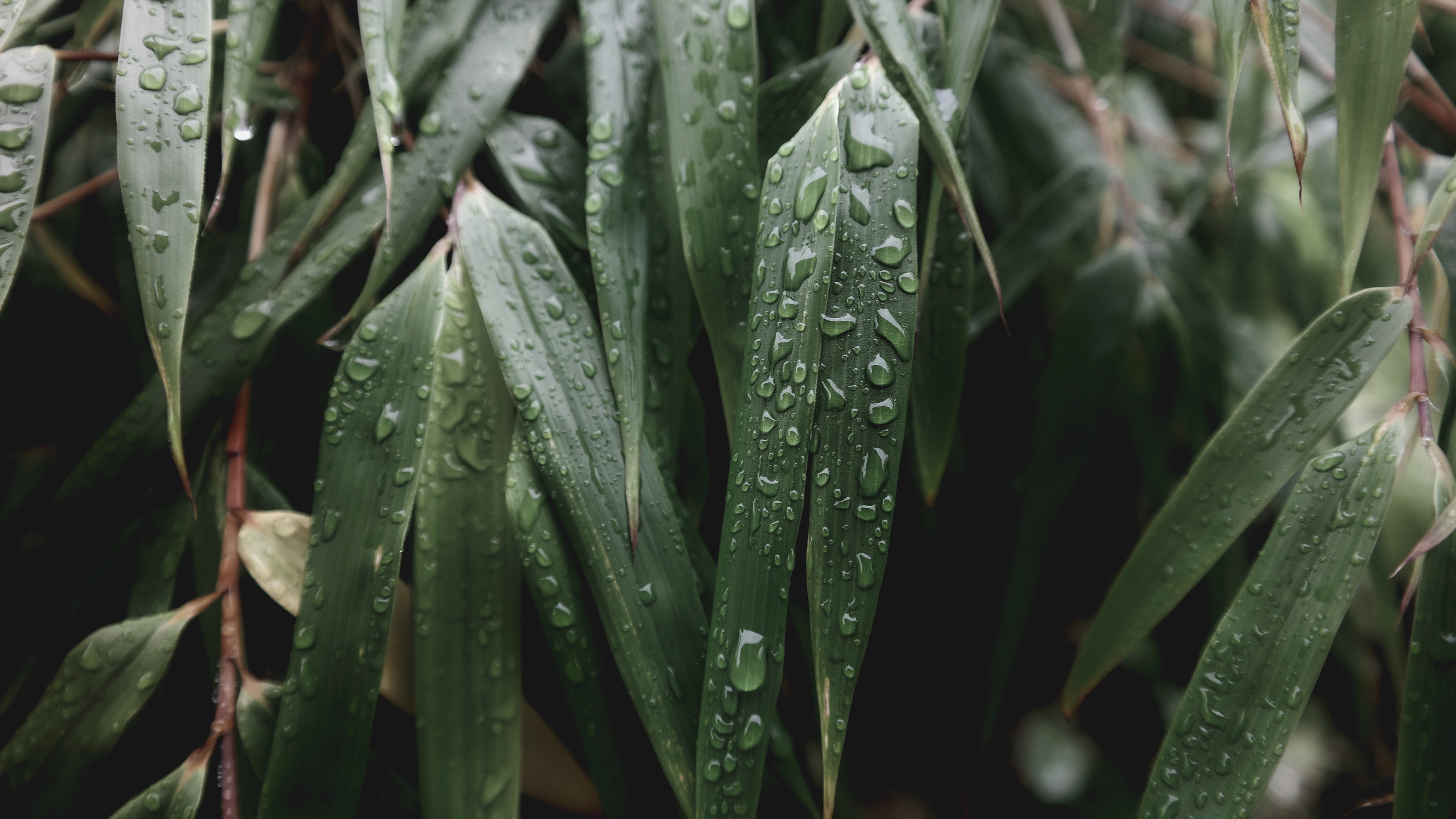 护眼壁纸 水滴 竹叶 雨后