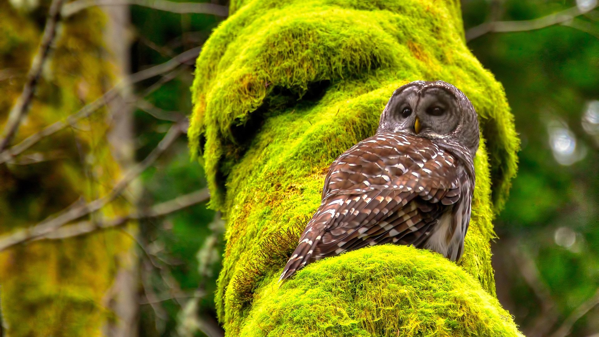 小鸟天地 猫头鹰 青苔 枭