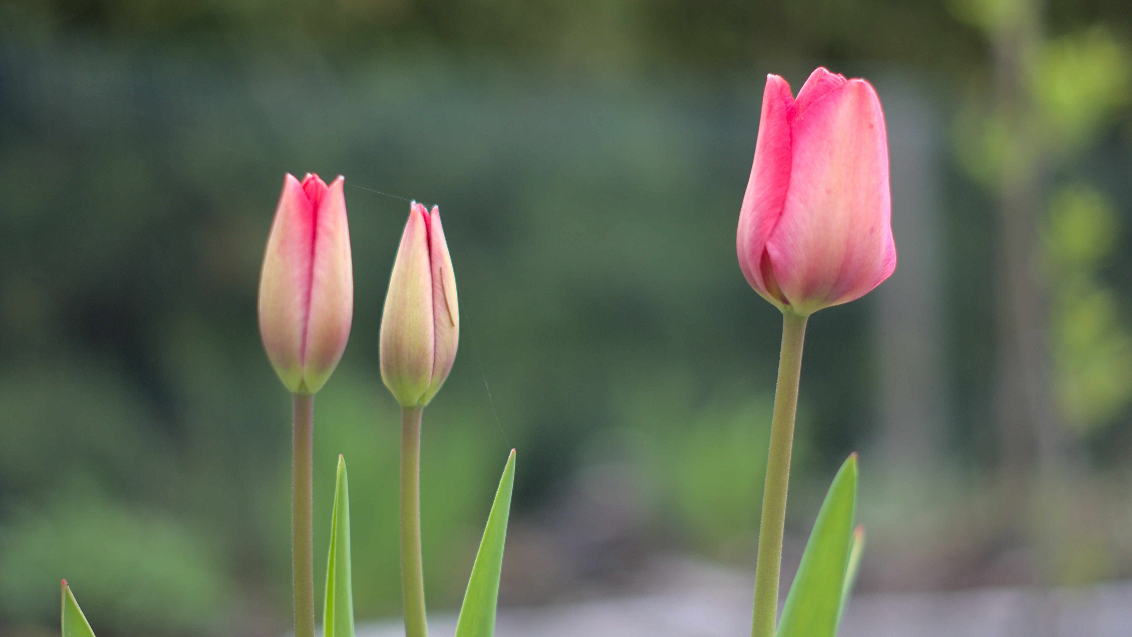 娇艳欲滴 郁金香