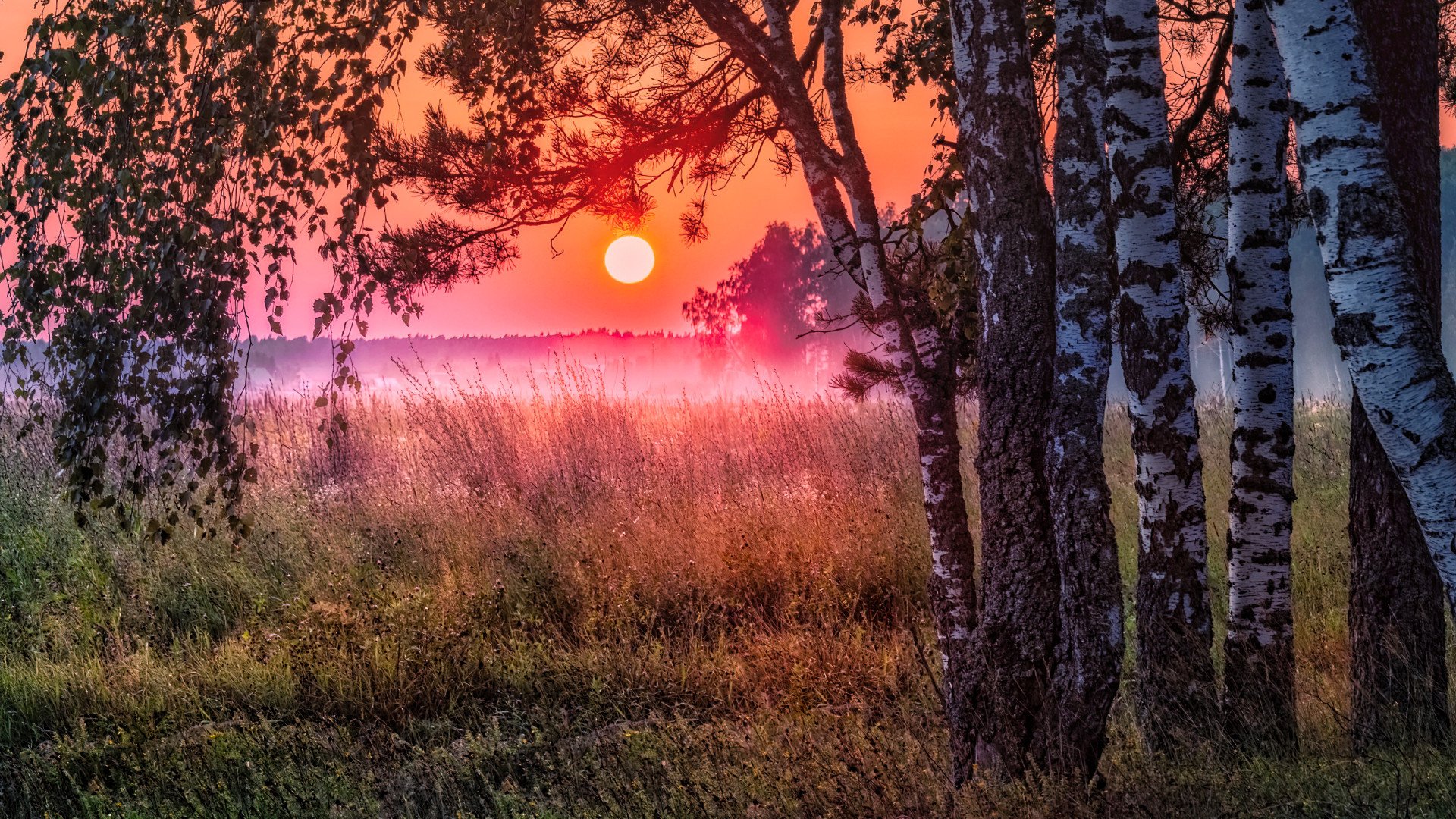 落日余晖 树林 草原