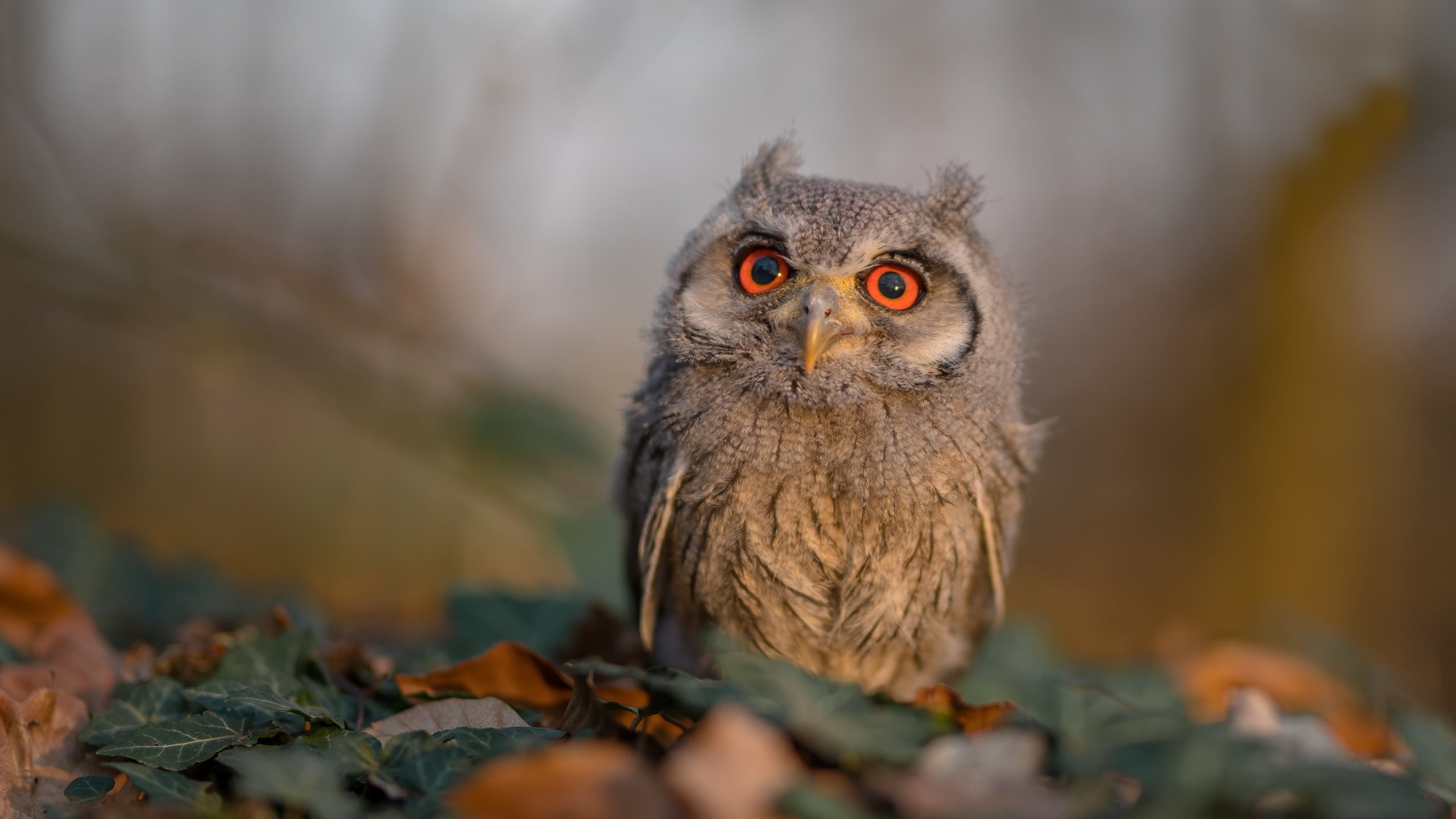 小鸟天下 猫头鹰