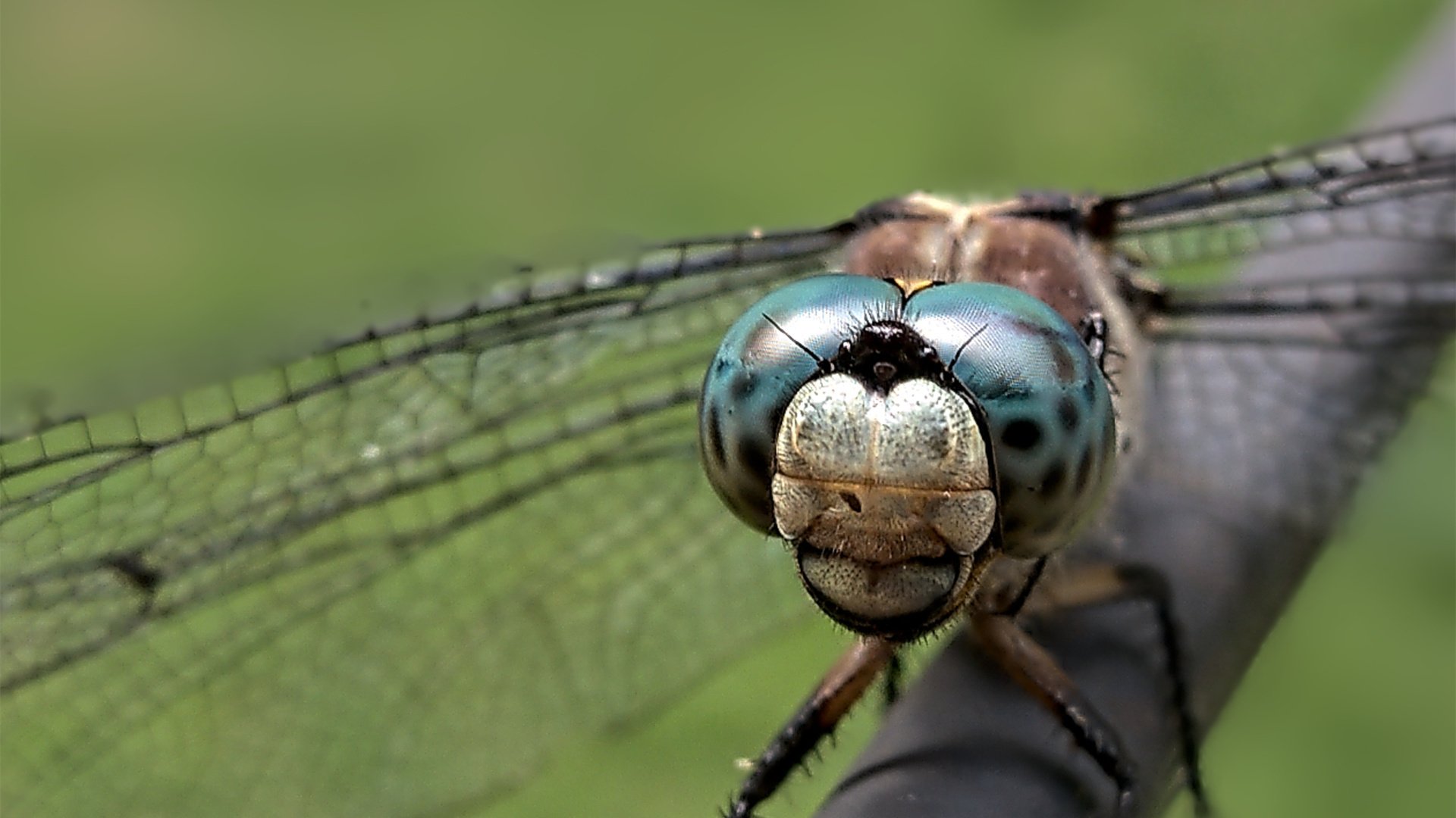 野生动物 蜻蜓 昆虫