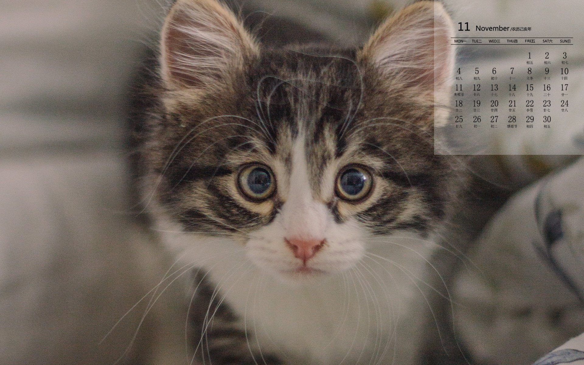 月历 2019年11月 日历