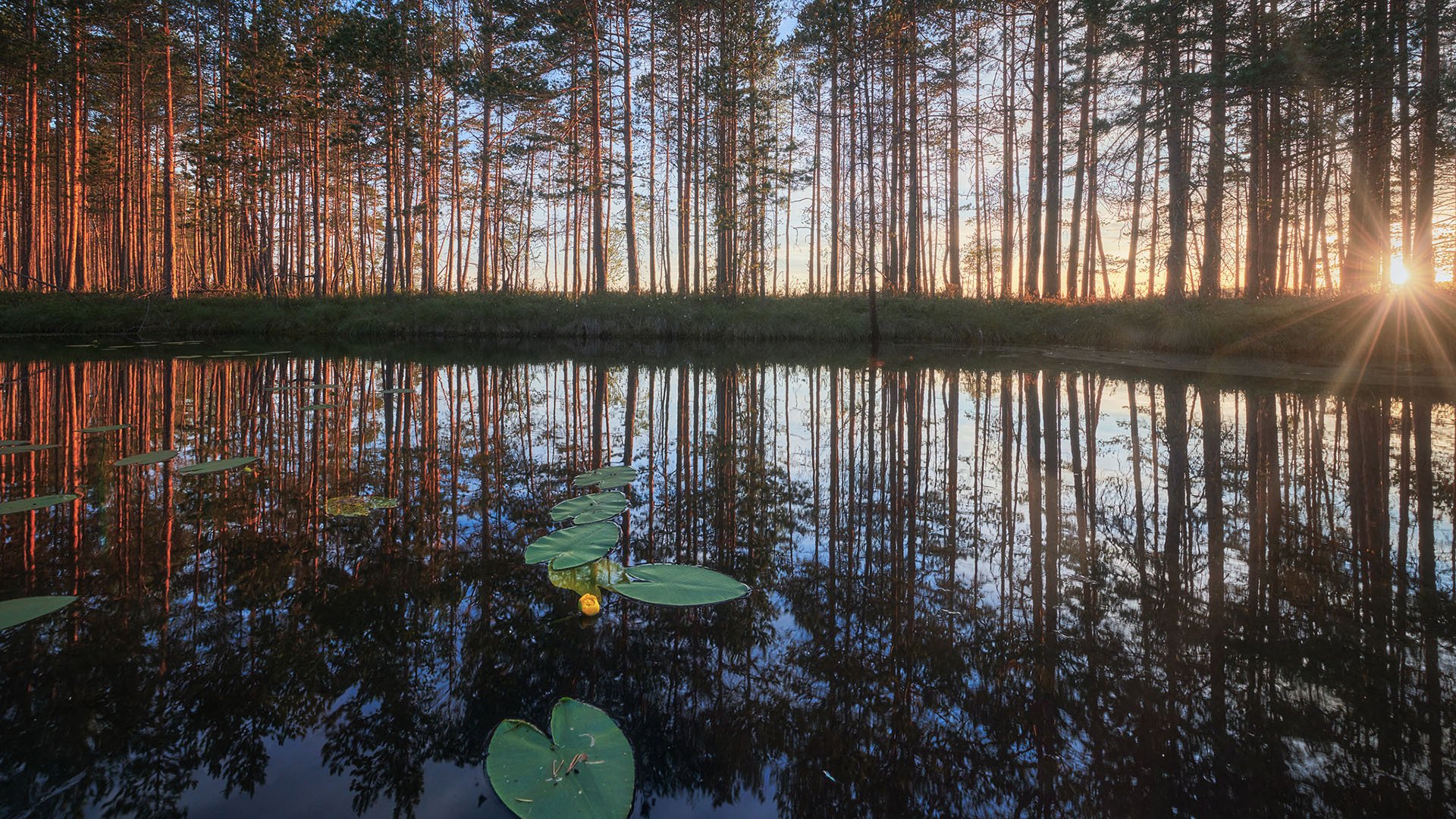 炎炎夏日 树林 日出 倒影 荷叶 池塘