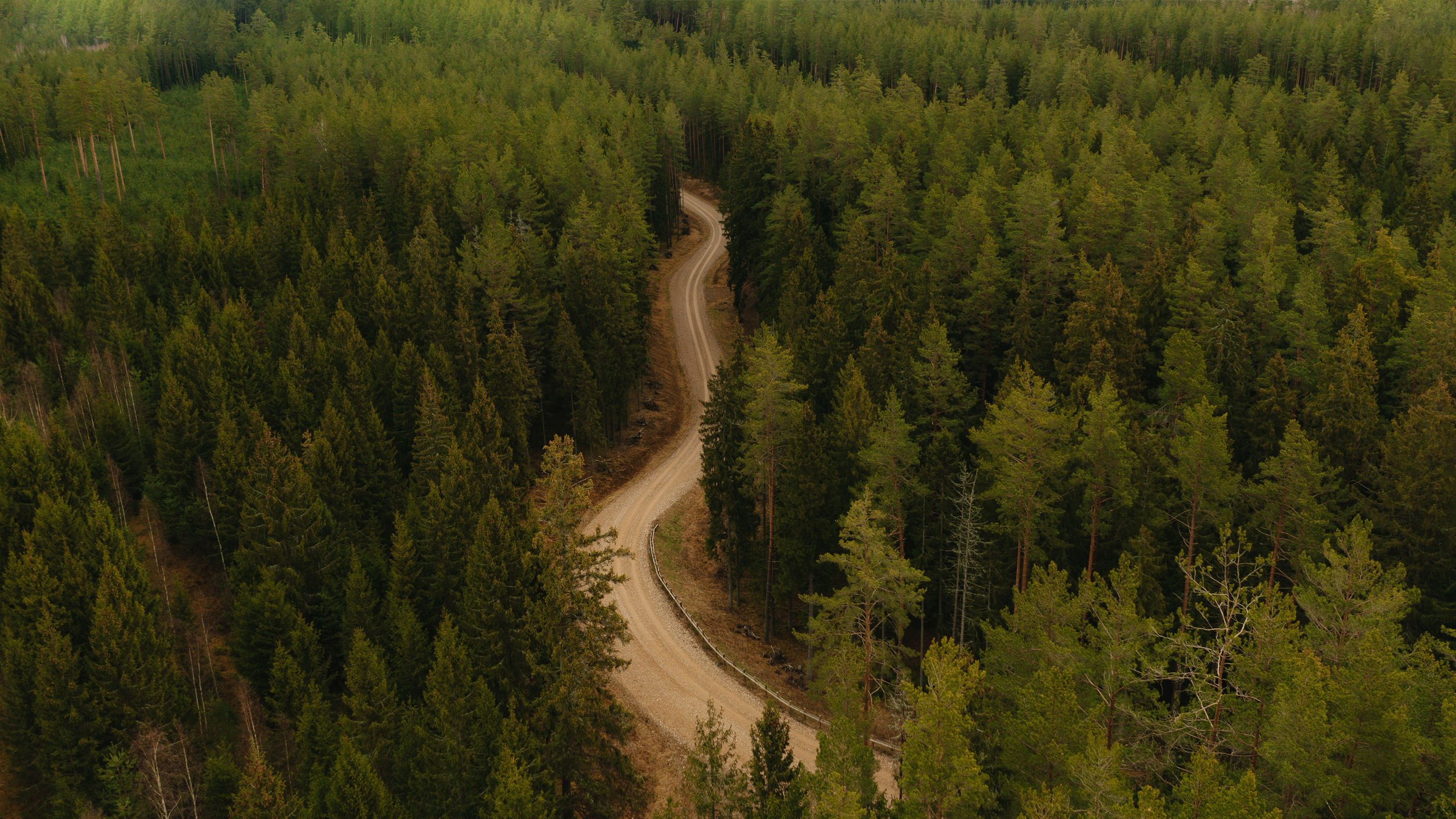 自然风光 小路 森林 树林