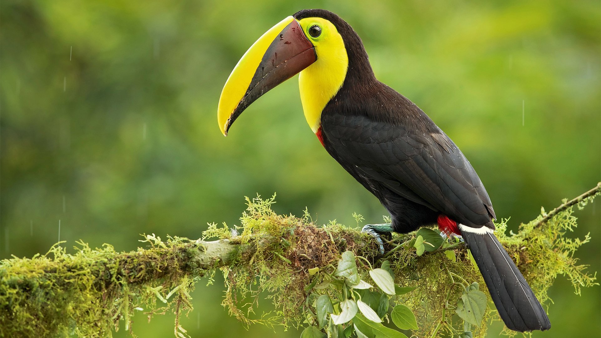 小鸟天地 大嘴鸟