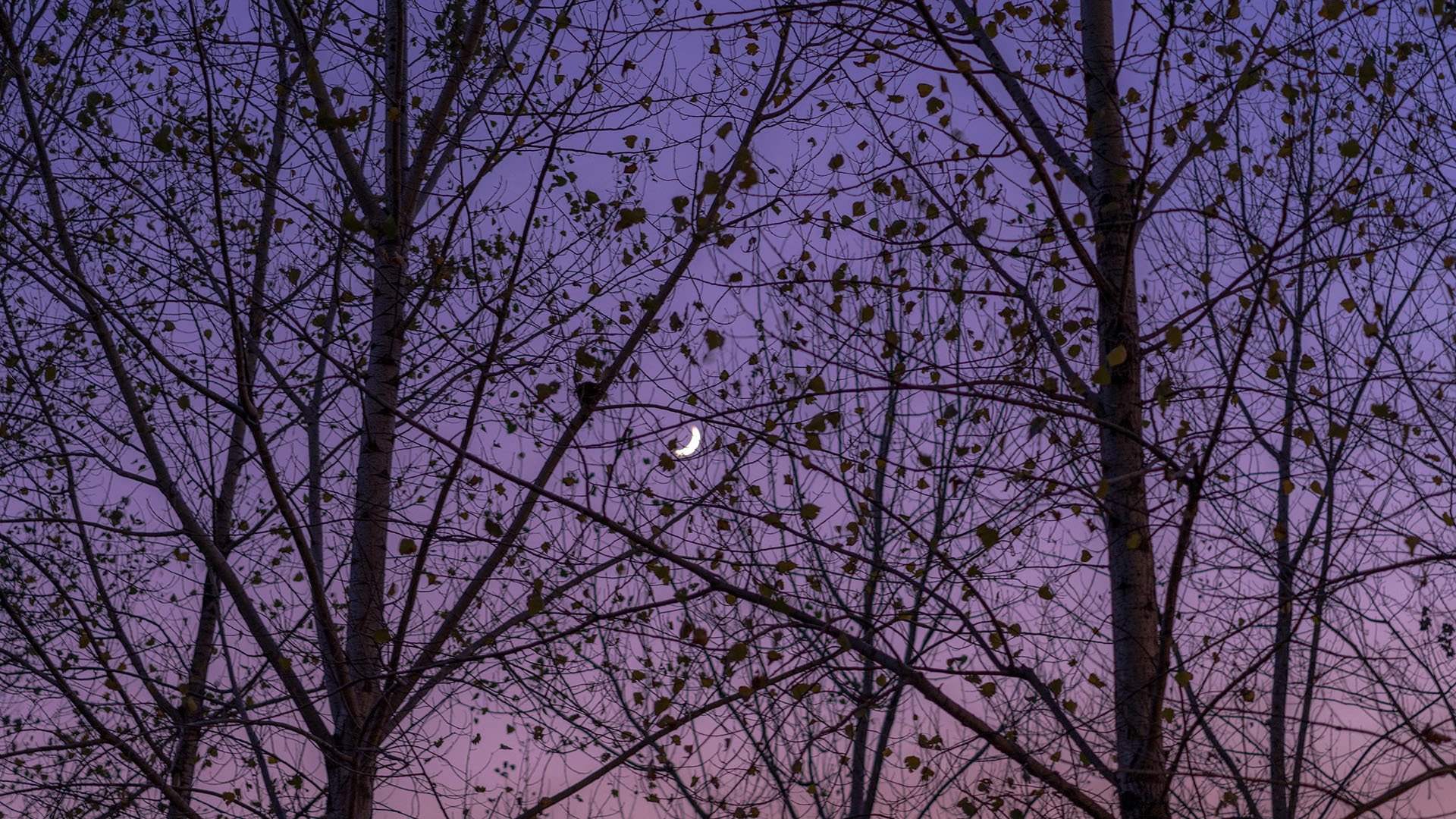 奇幻梦境 树林 月亮 树梢