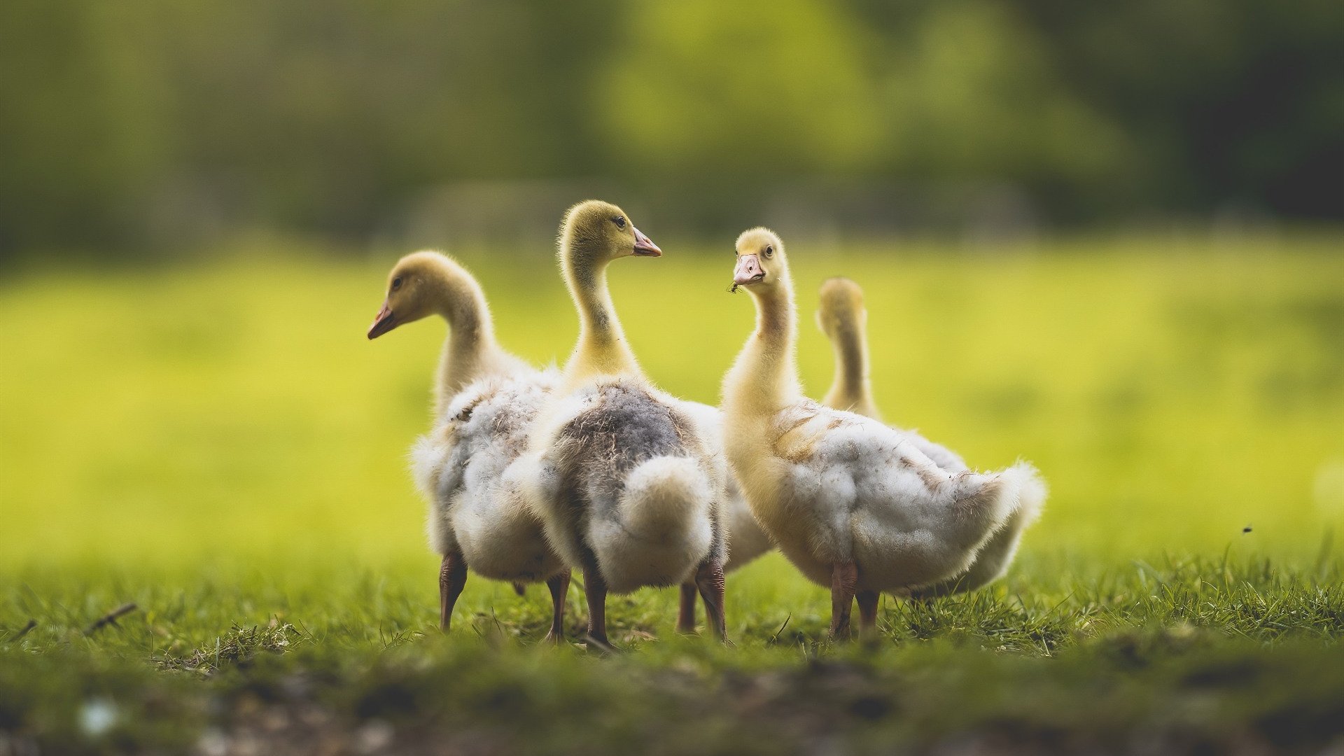 古灵精怪 鸭子 家禽