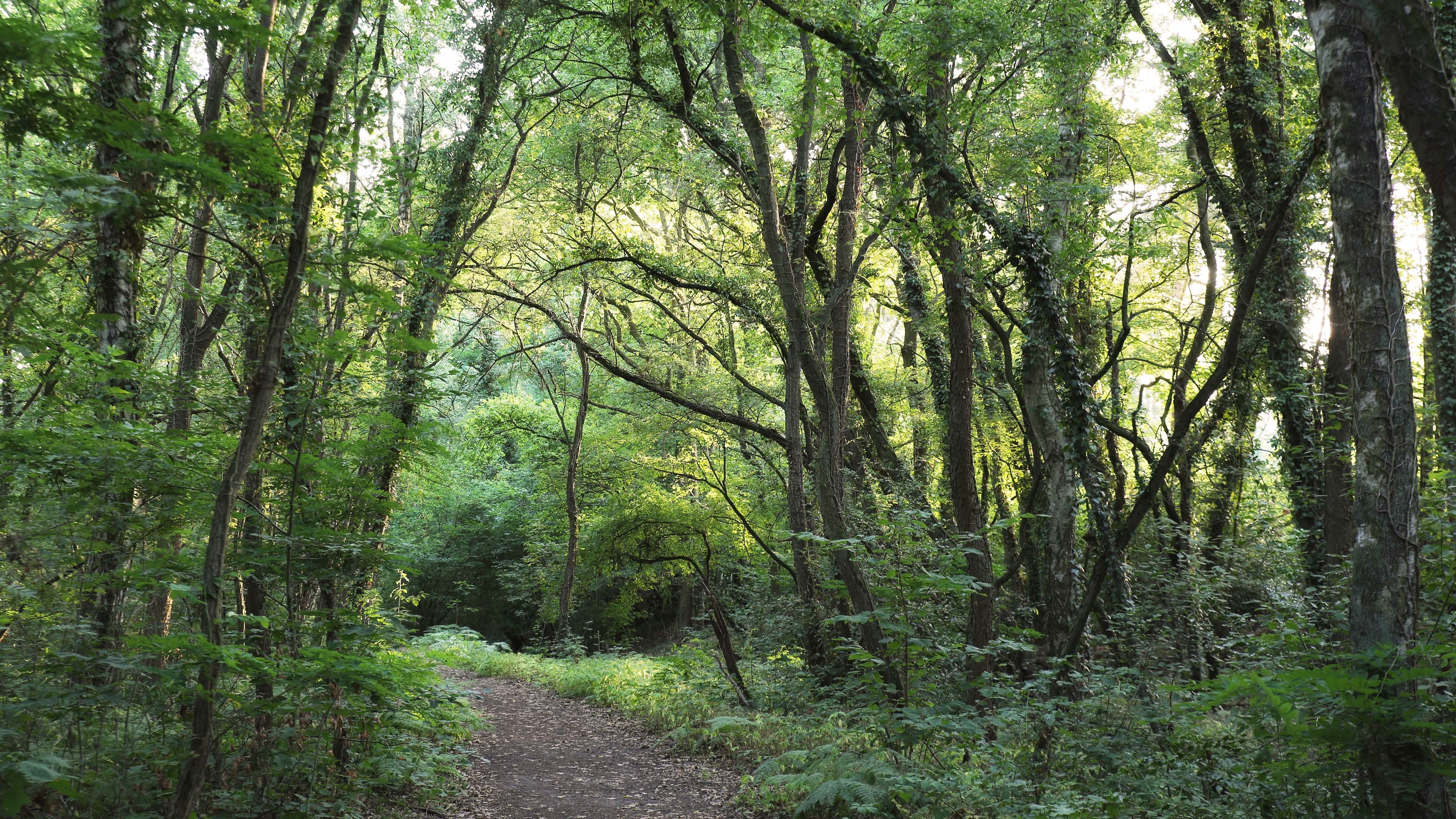 自然风光 树林 森林 翠绿