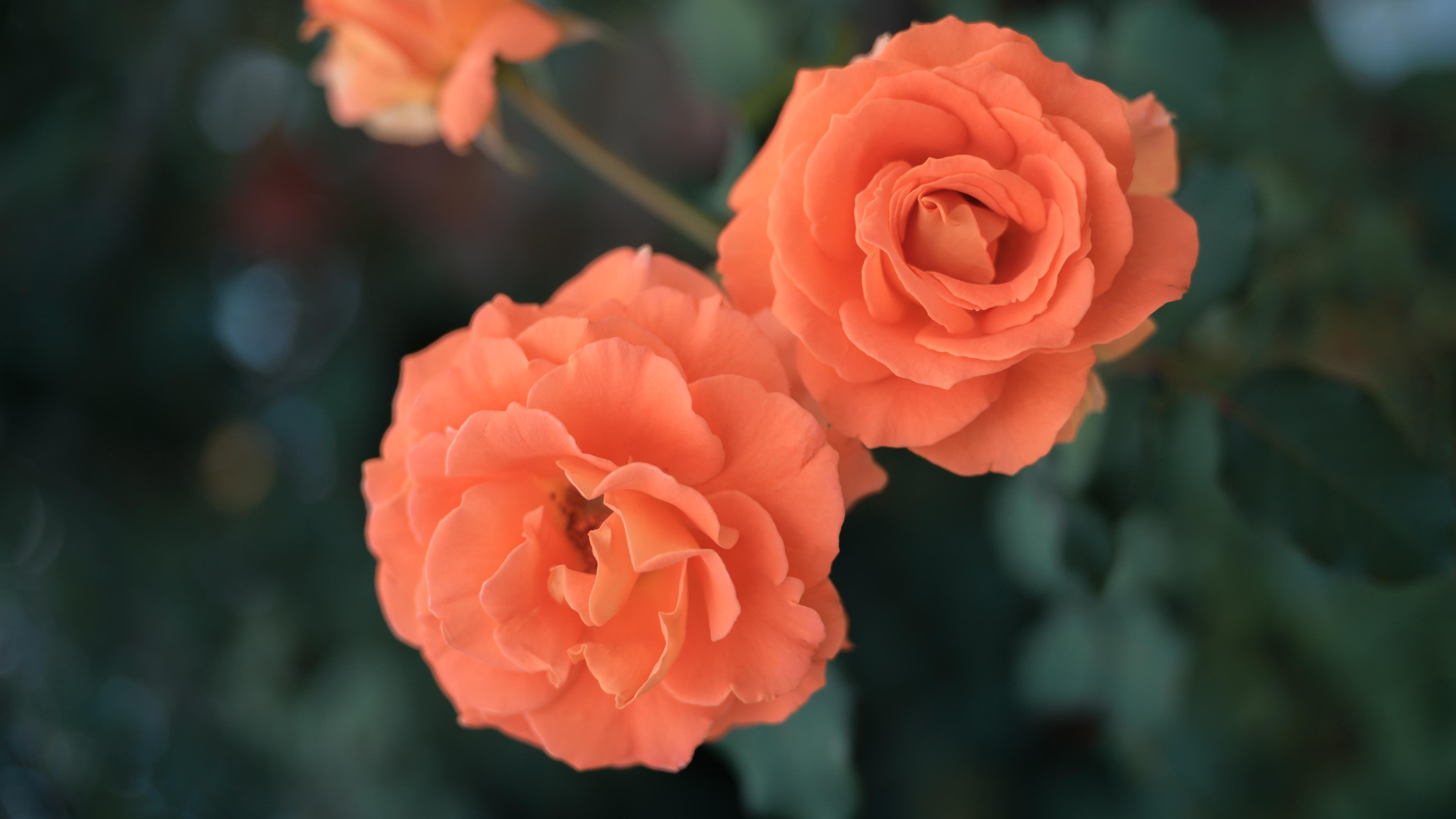 蔷薇花 清新 浪漫