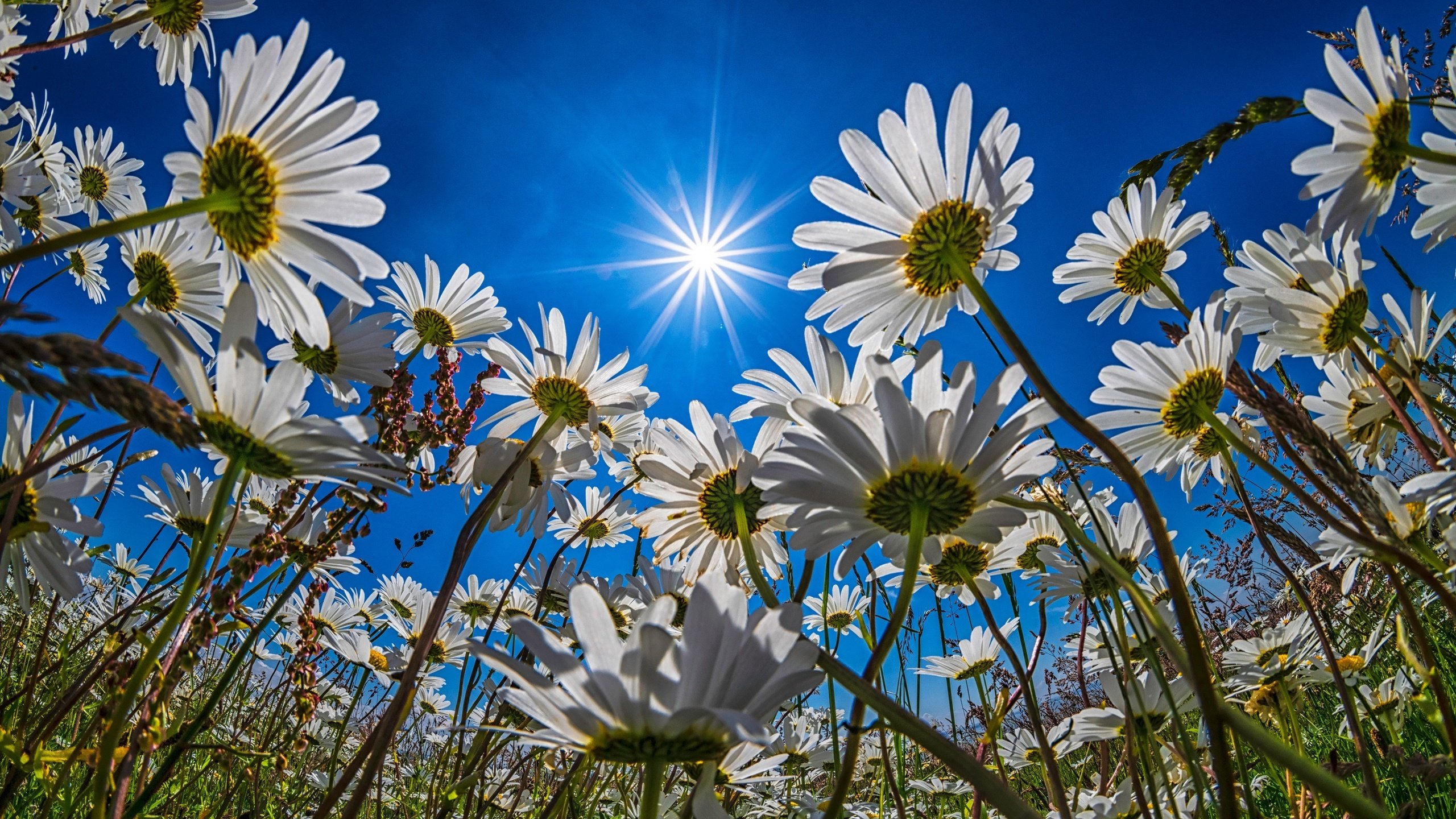 鸟语花香 木春菊