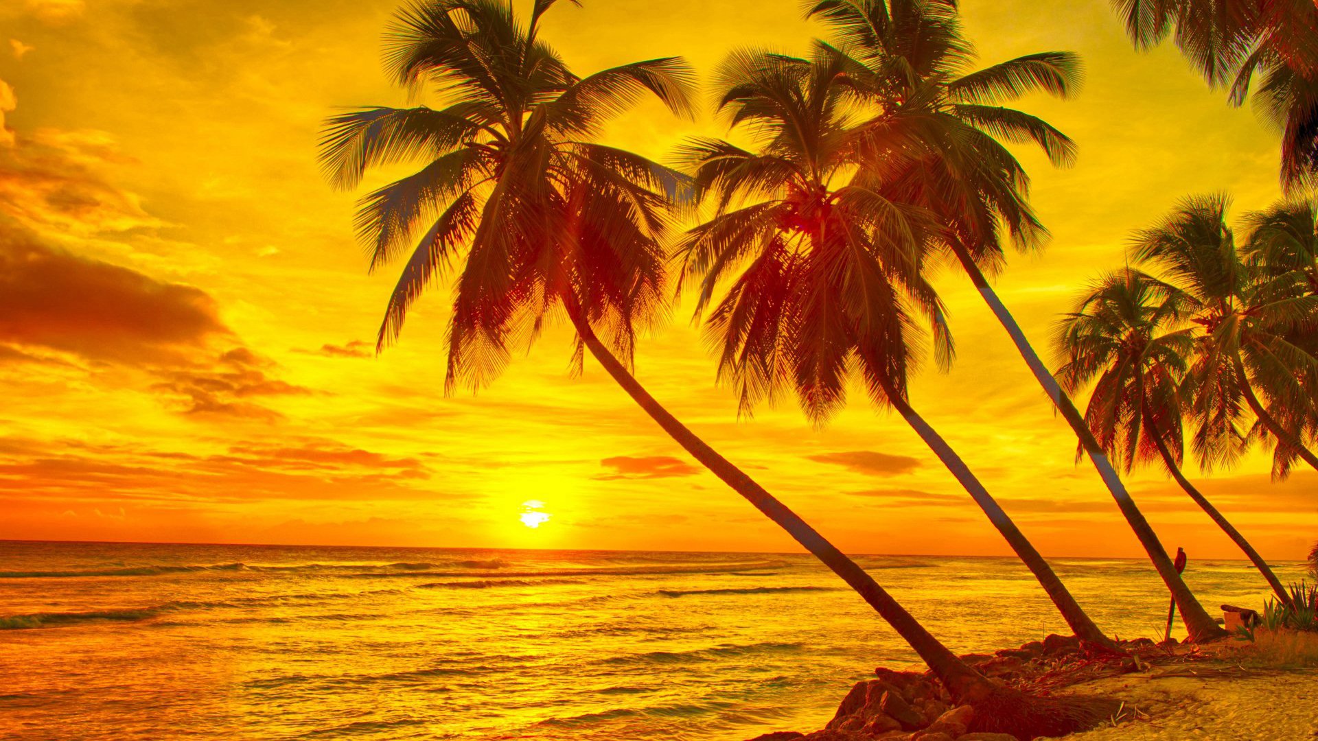 秋意正浓 夕阳 椰树 大海