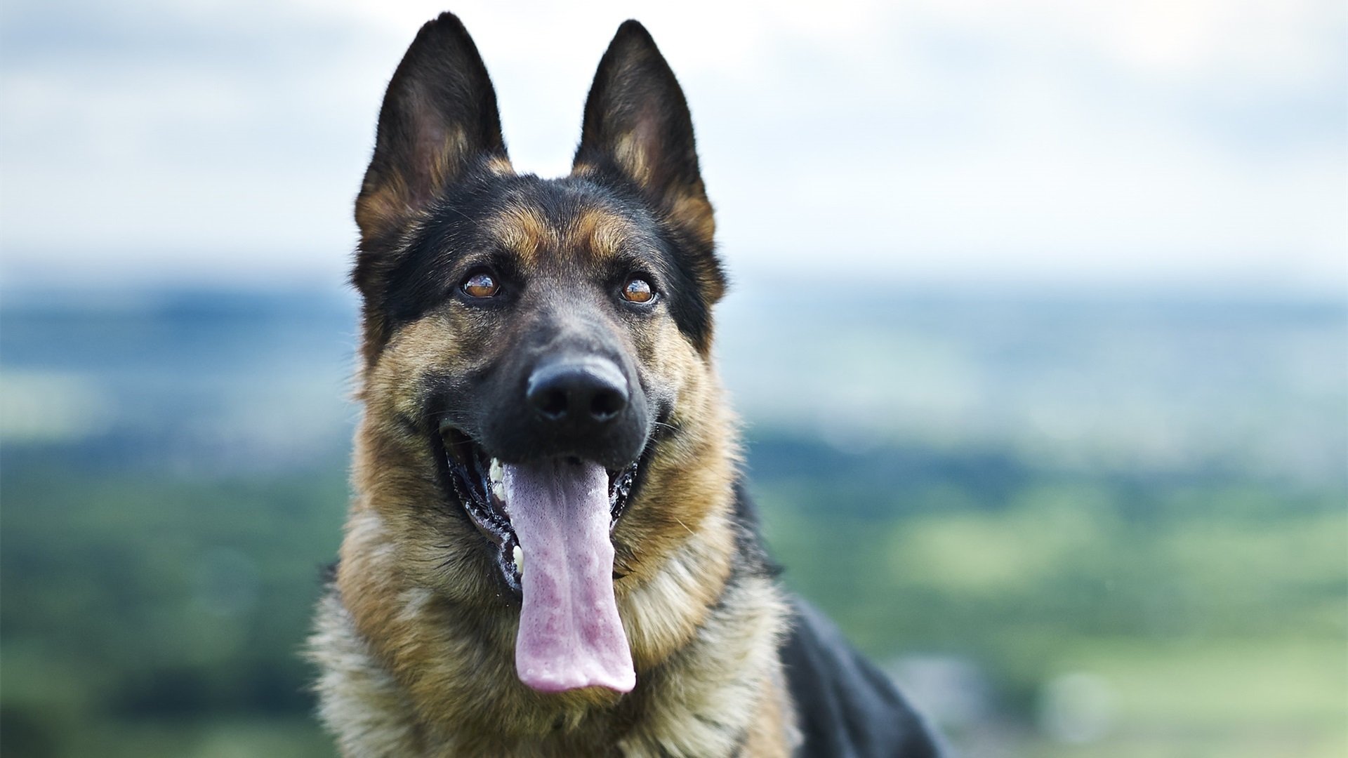 汪星人 狼狗 狗舌头