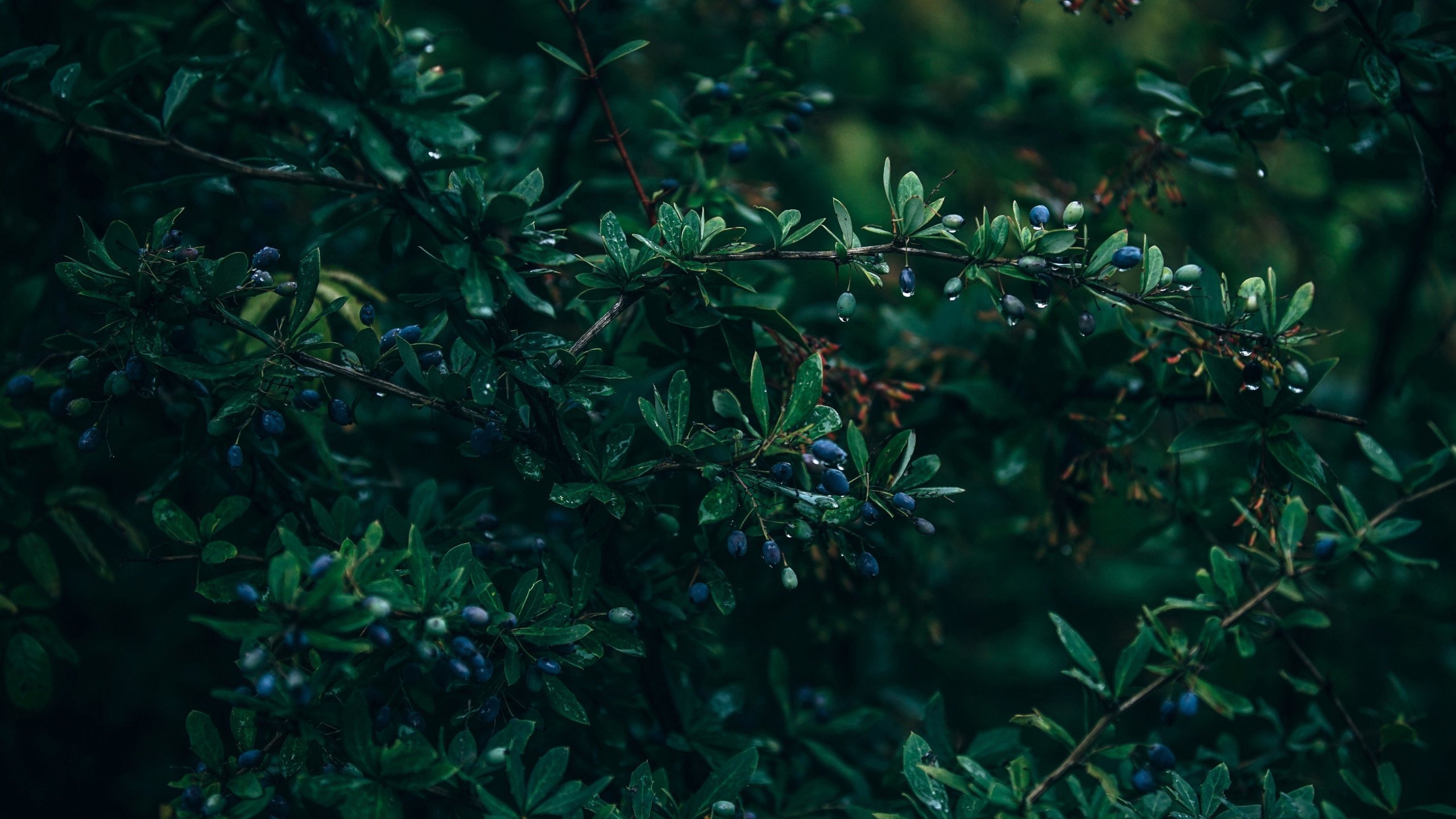 护眼壁纸 春雨 碧绿