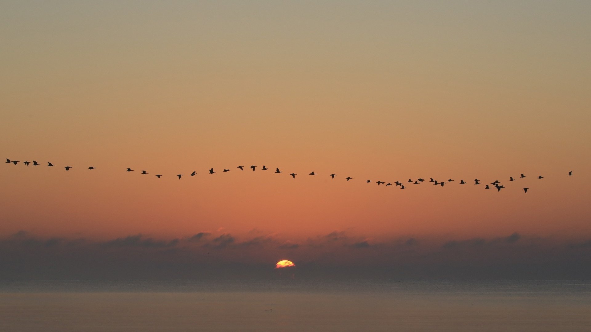 落日余晖 大雁 太阳 一行白鹭