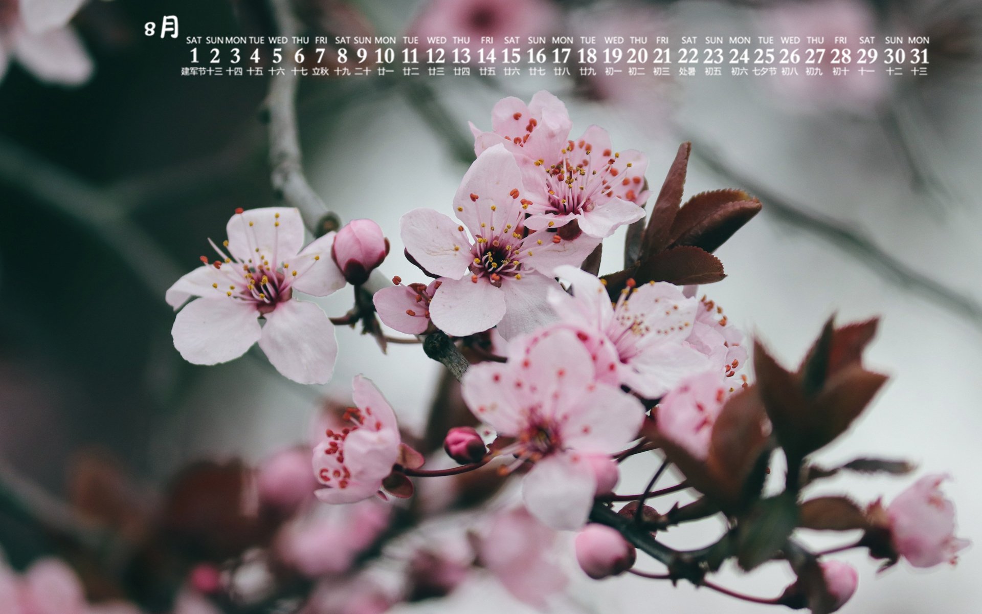 月历 日历 2020年8月